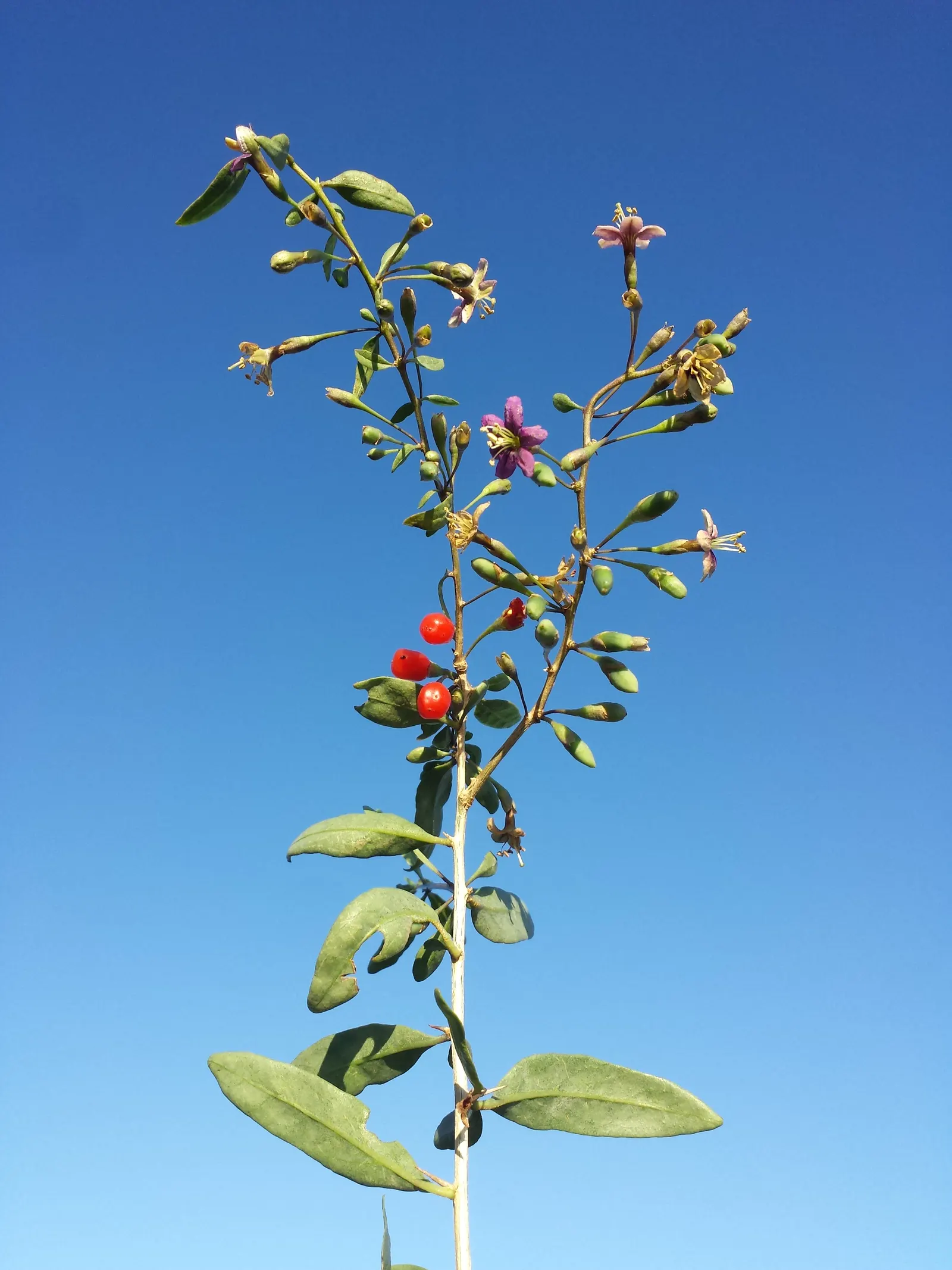 Goji Berry (Lycium Barbarum) — making it a hardy choice for many gardeners.<br><br>With slender; growing to an average height of 8 to 12 feet and a, image 53