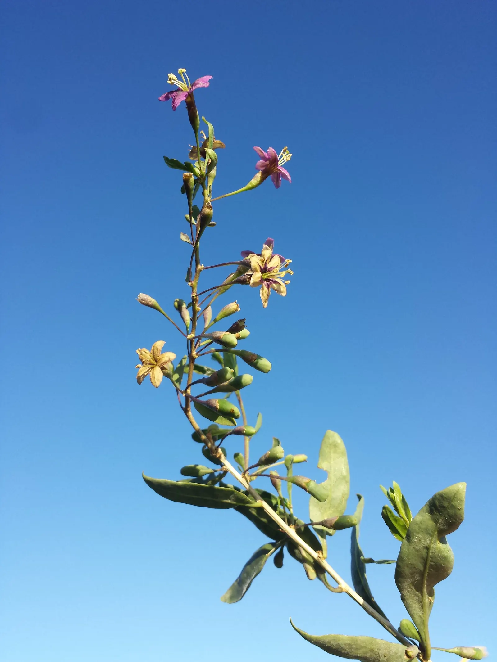 Goji Berry (Lycium Barbarum) — Hardy in USDA zones 3 to 10