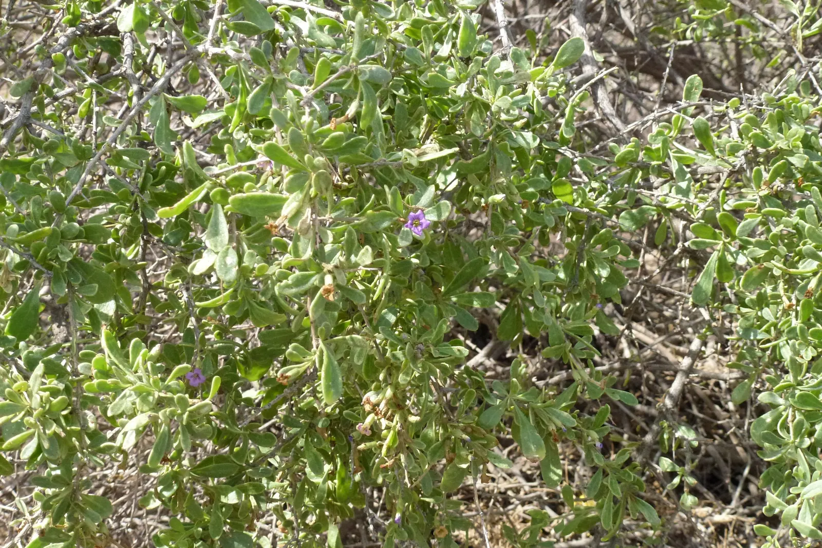 Goji Berry (Lycium Barbarum) — perennial / shrub with lavender blooms; though drought-tolerant once established, image 99