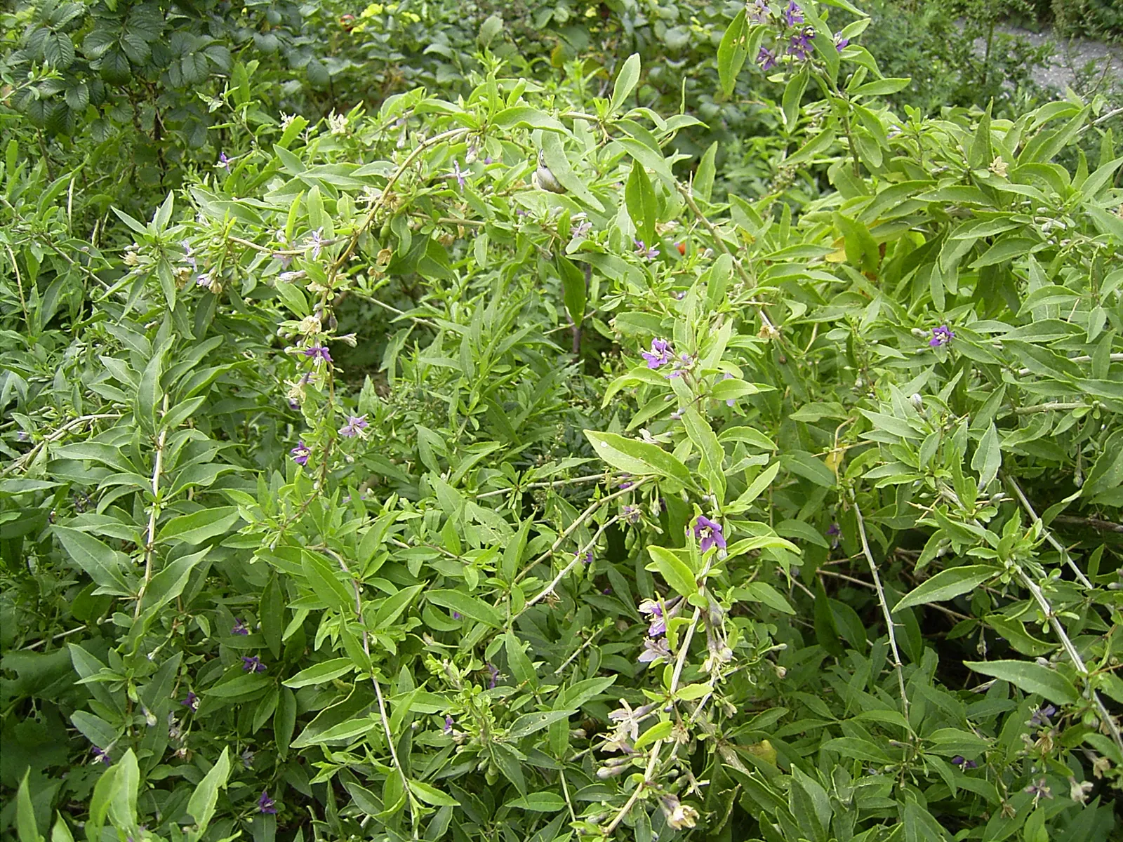 Goji Berry (Lycium Barbarum) — it boasts high nutritional value and is drought-tolerant once established; consistent moisture will ensure a, image 42