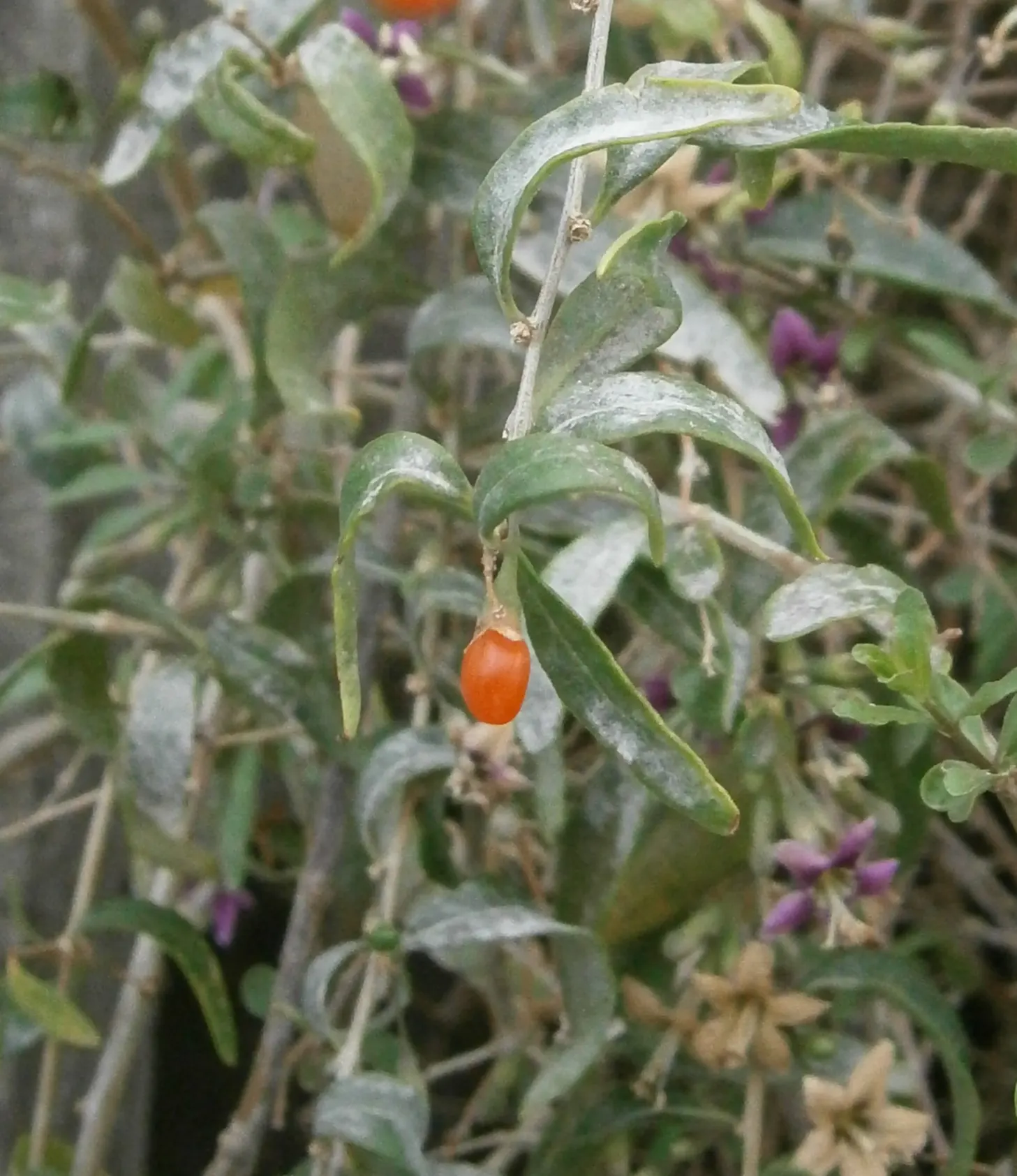Goji Berry (Lycium Barbarum) — The plant is resilient against pests and diseases; the Goji Berry (Lycium barbarum) is a hardy, deciduous shrub, image 92