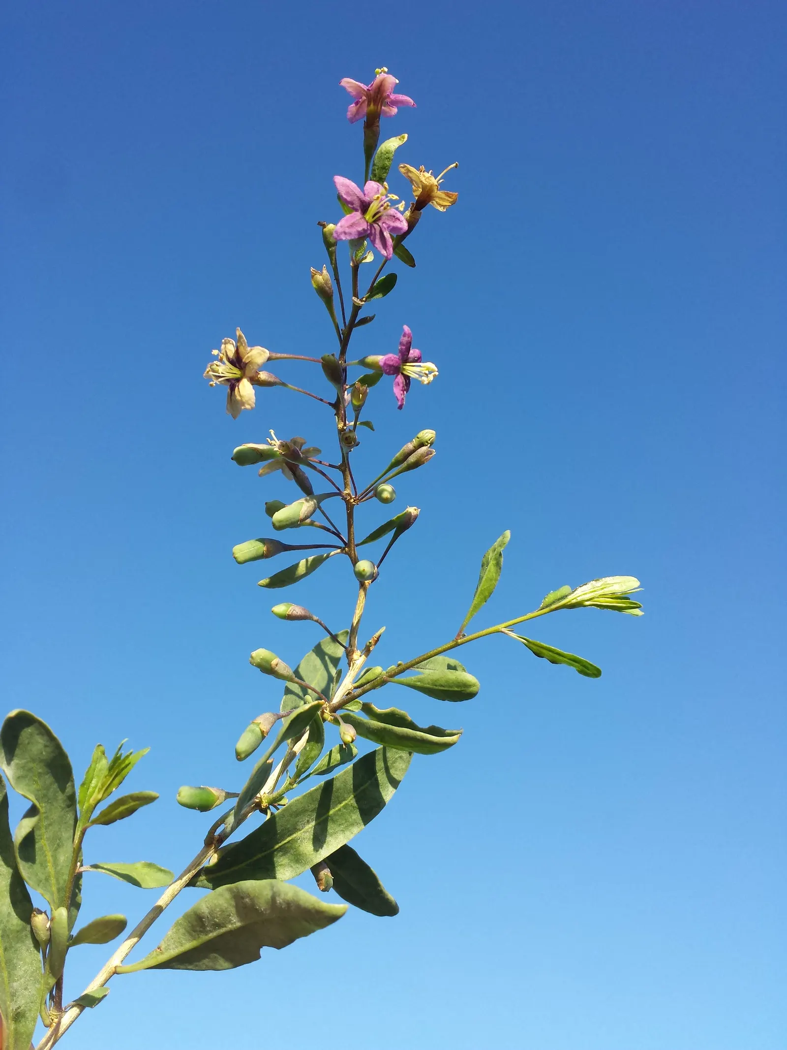 Goji Berry (Lycium Barbarum) — famed for its vibrant red-orange berries and numerous health benefits; is a highly adaptable deciduous shrub native to Asia