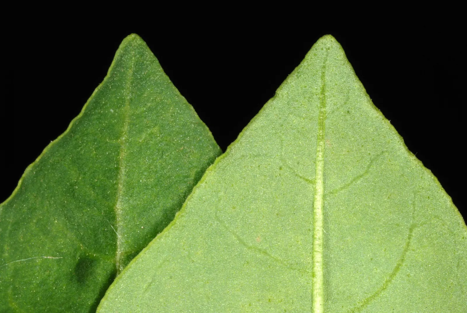 Goji Berry (Lycium Barbarum) — scientifically known as Lycium barbarum; the plant is resilient against pests and diseases, image 65