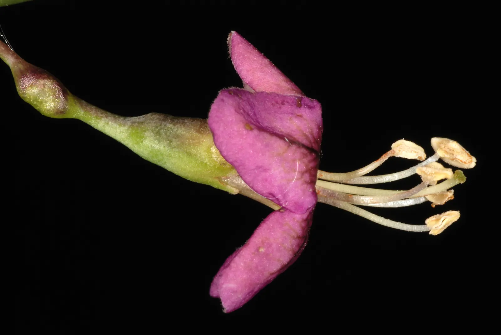 Goji Berry (Lycium Barbarum) — it boasts high nutritional value and is drought-tolerant once established; consistent moisture will ensure a, image 62