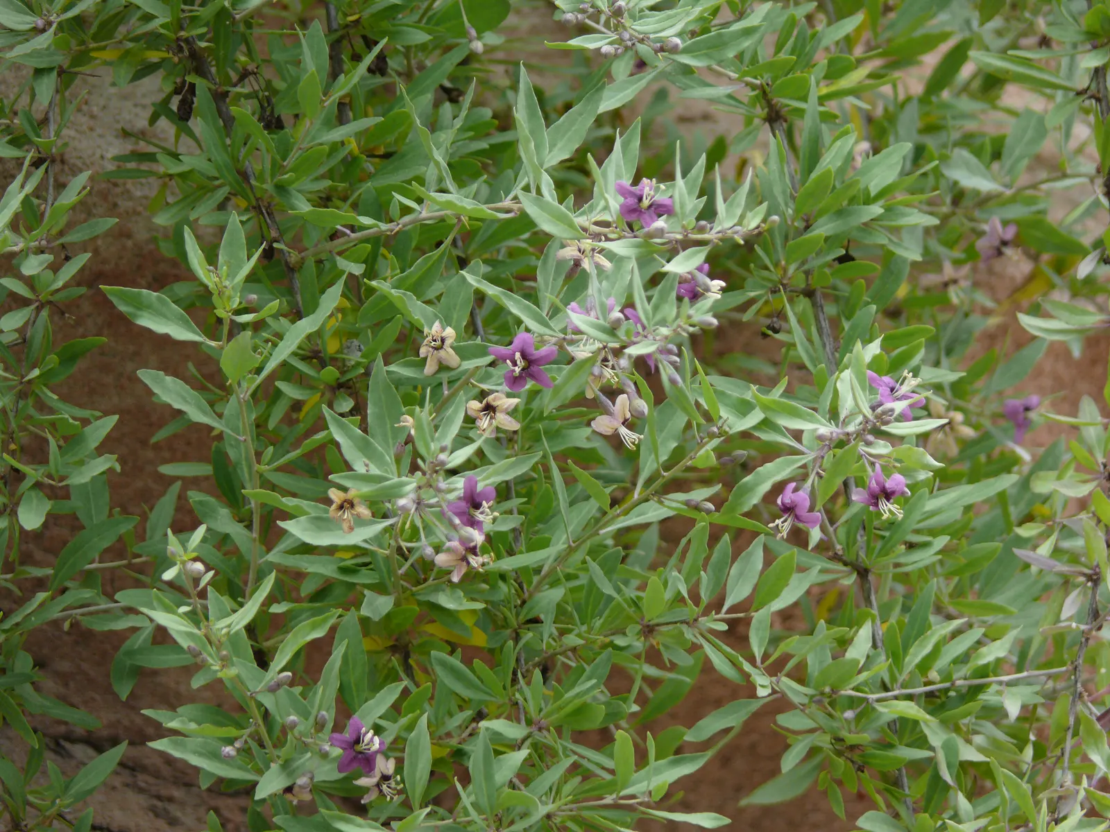 Goji Berry (Lycium Barbarum) — famed for its vibrant red-orange berries and numerous health benefits; is a highly adaptable deciduous shrub native, image 107