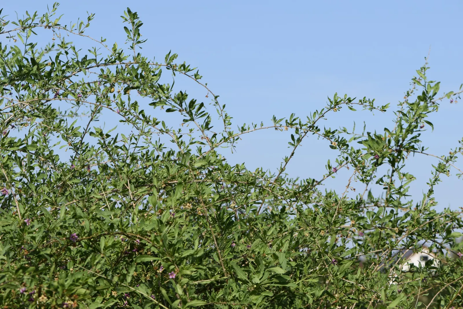 Goji Berry (Lycium Barbarum) — arching branches and lance-shaped leaves; transitioning to the antioxidant-rich berries reputed for their, image 54