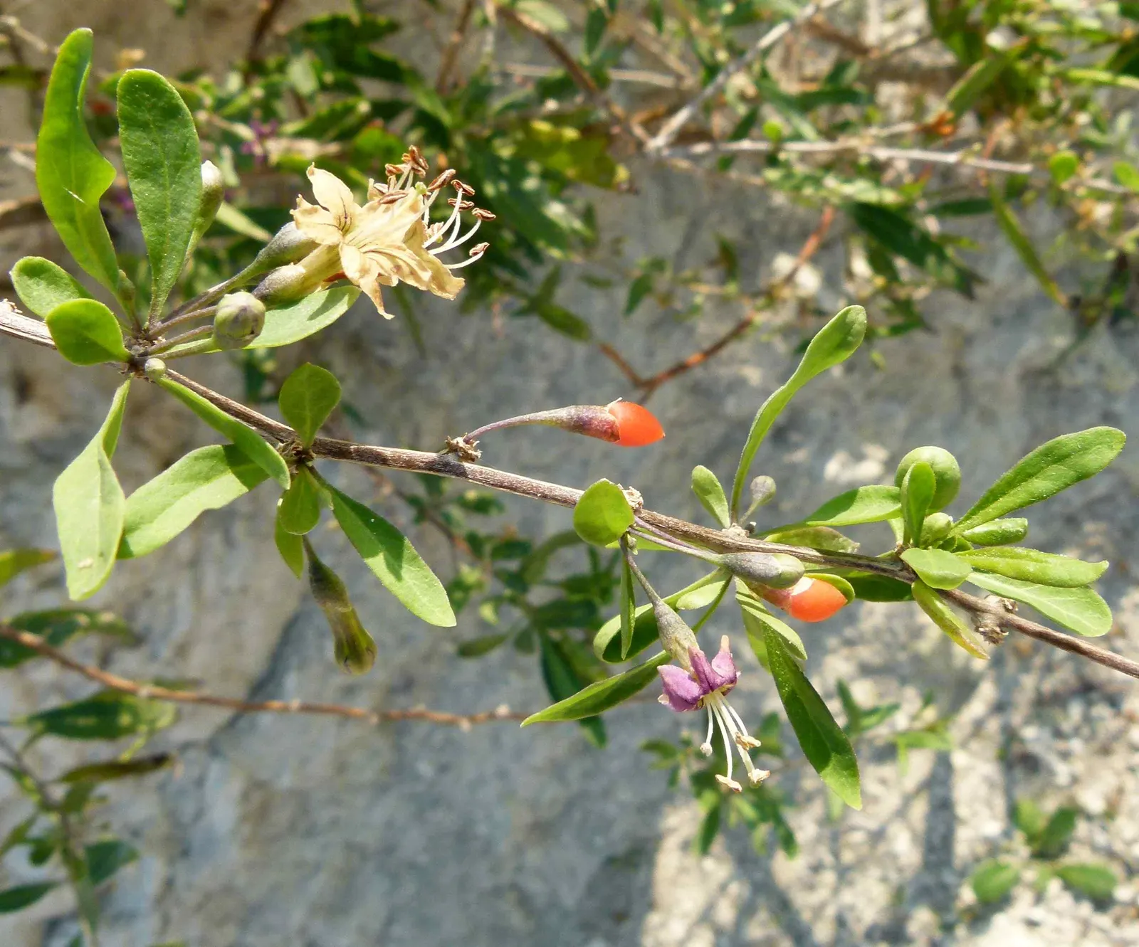 Goji Berry (Lycium Barbarum) — it boasts high nutritional value and is drought-tolerant once established; consistent moisture will ensure a, image 82