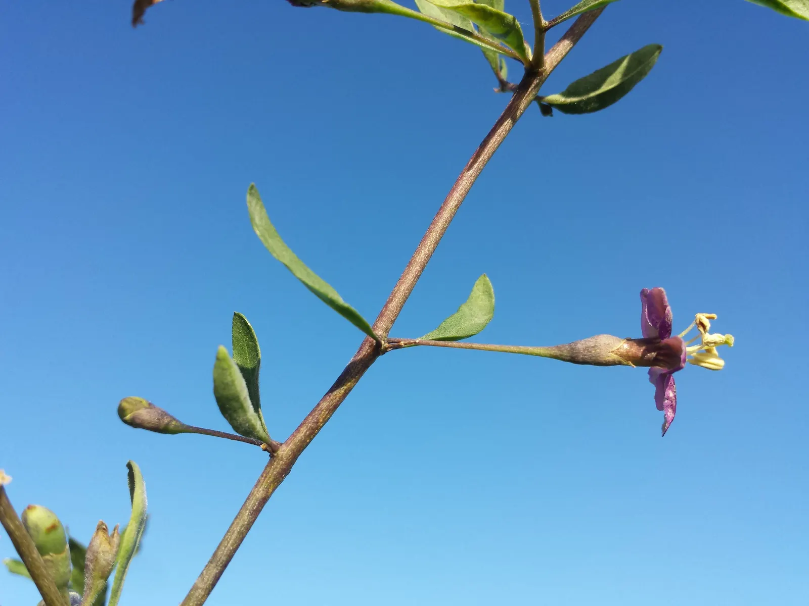 Goji Berry (Lycium Barbarum) — perennial / shrub for full or half; enriching their garden experience