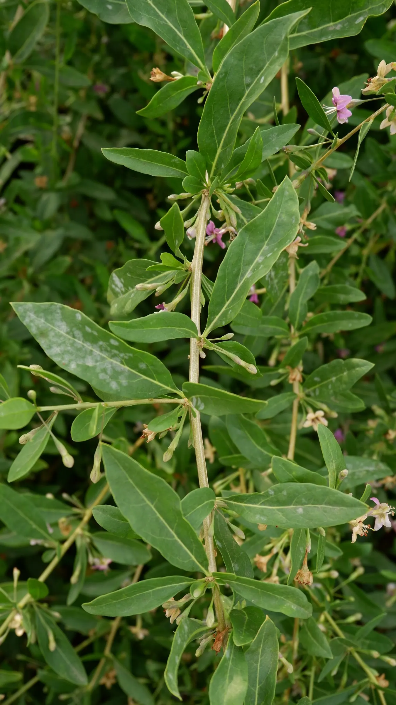 Goji Berry (Lycium Barbarum) — Hardy in USDA zones 3 to 10; adapting to a range of soil types from sandy to loamy, image 96