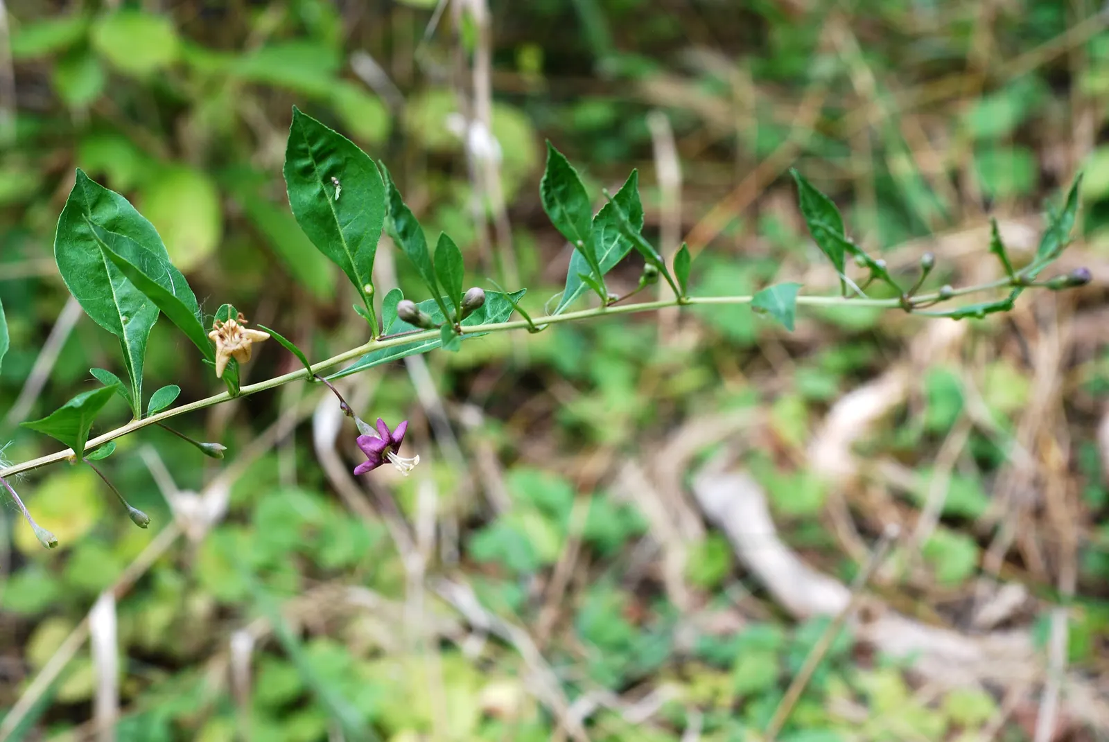 Goji Berry (Lycium Barbarum) — Hardy in USDA zones 3 to 10; adapting to a range of soil types from sandy to loamy