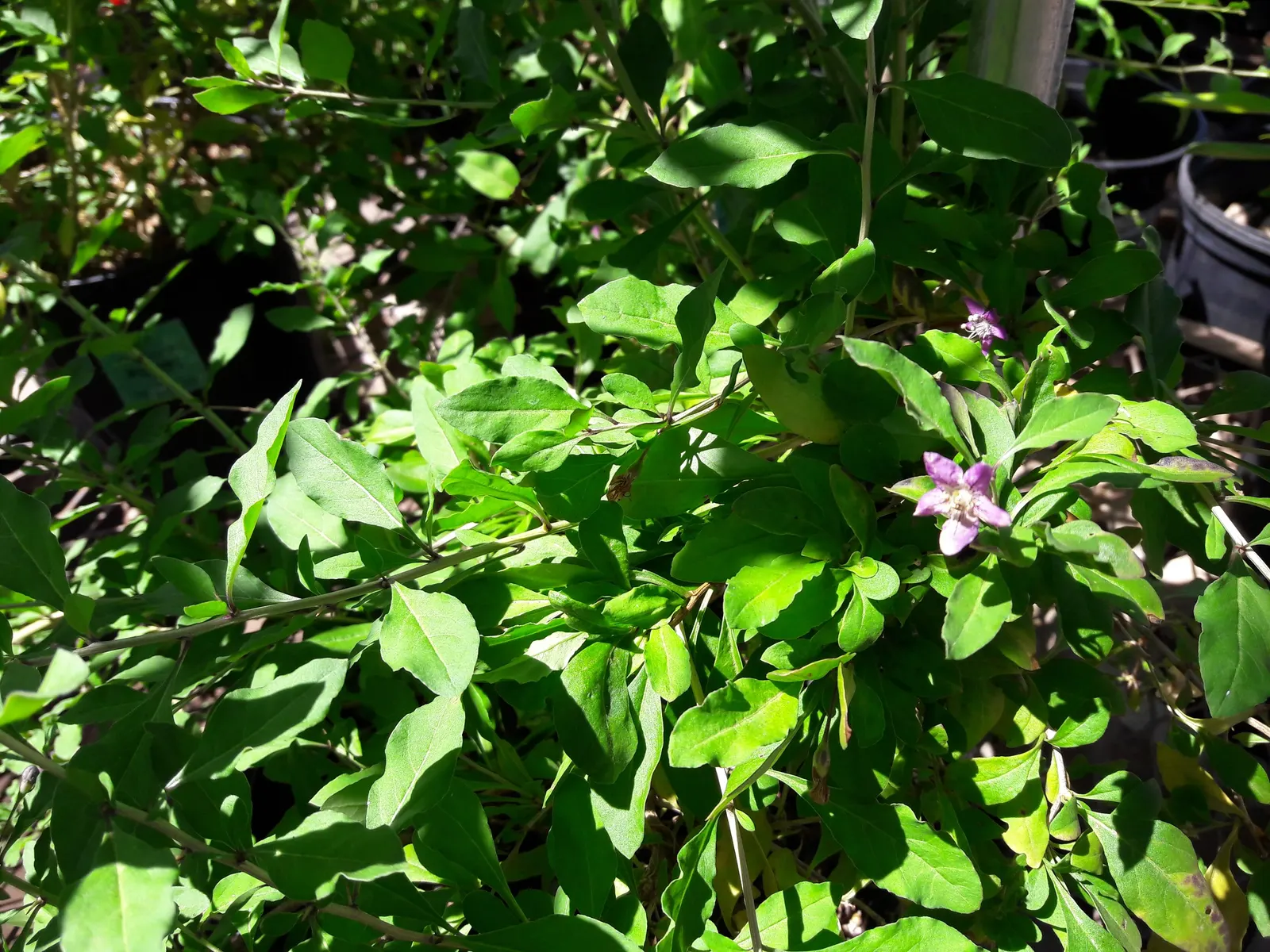 Goji Berry (Lycium Barbarum) — perennial / shrub with lavender blooms; though drought-tolerant once established, image 79