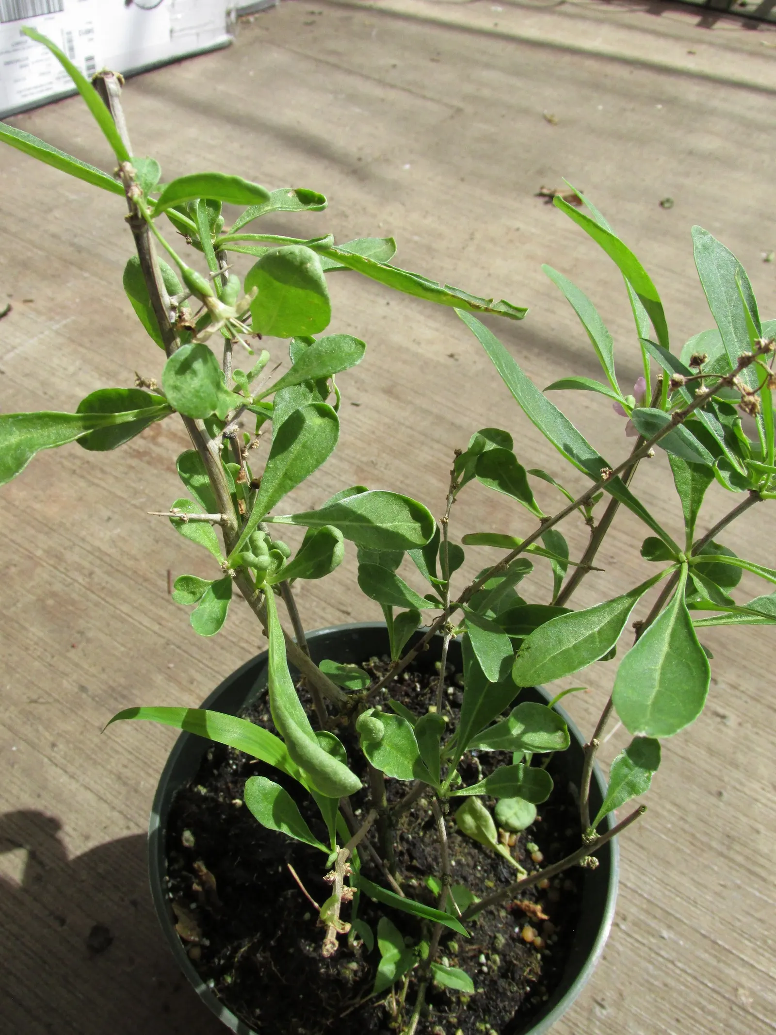 Goji Berry (Lycium Barbarum) — Though drought-tolerant once established; famed for its vibrant red-orange berries and numerous health benefits, image 50