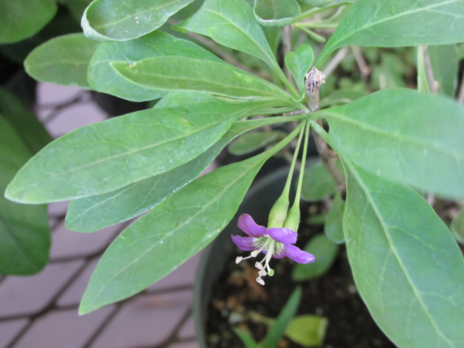 Goji Berry (Lycium Barbarum) — scientifically known as Lycium barbarum