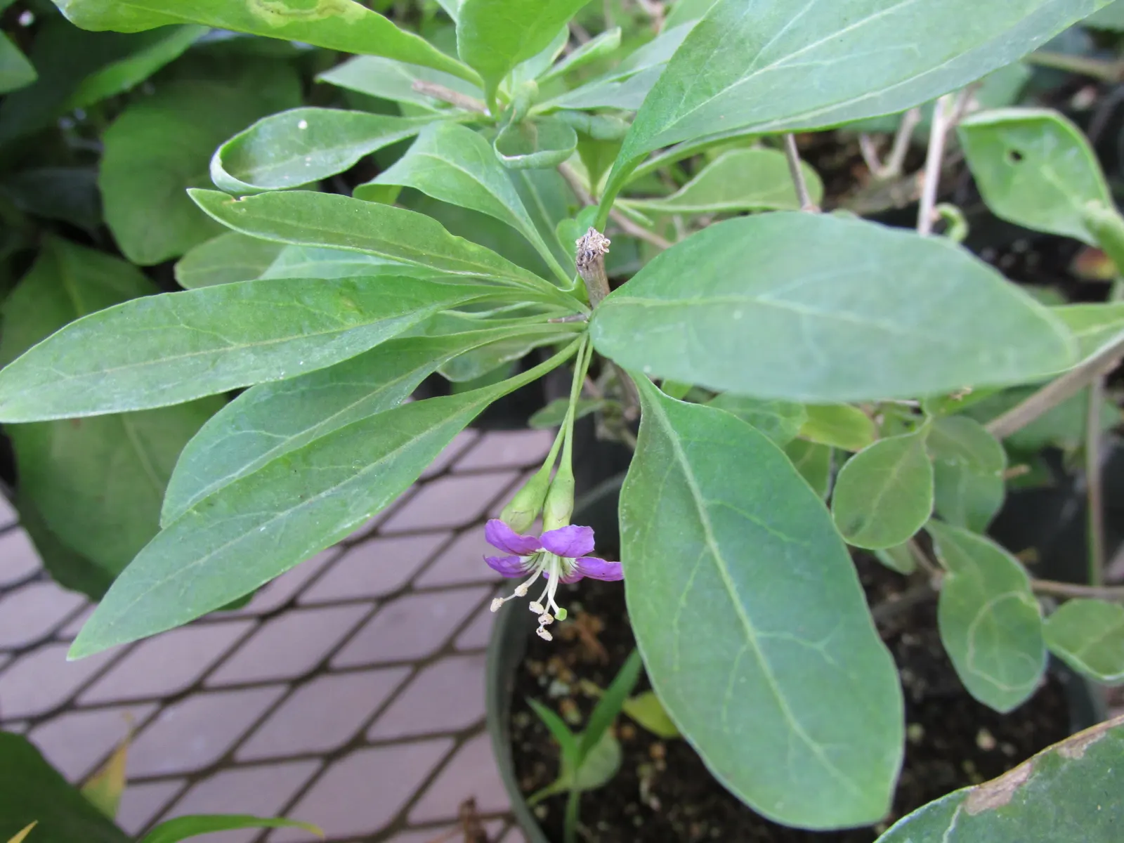 Goji Berry (Lycium Barbarum) — The Goji Berry (Lycium barbarum) is a hardy, deciduous shrub reaching 6 to 10 feet in height and width; prune to, image 81
