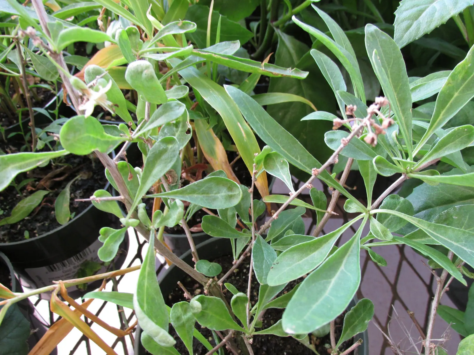 Goji Berry (Lycium Barbarum) — famed for its vibrant red-orange berries and numerous health benefits; is a highly adaptable deciduous shrub native, image 67