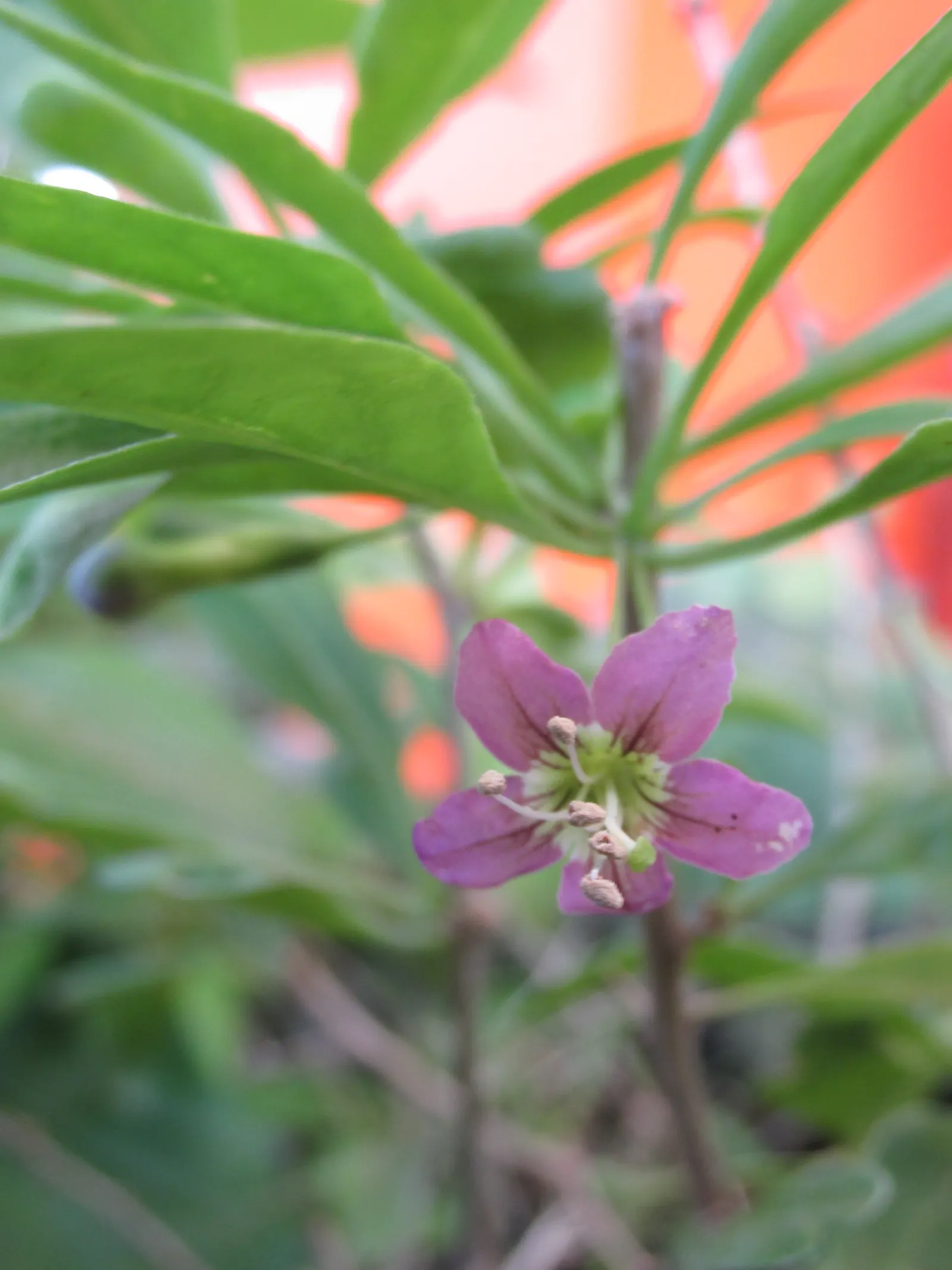 Goji Berry (Lycium Barbarum) — Prune to manage size and shape, and plant 3 to 5 feet apart to create a productive hedge or border; scientifically, image 104