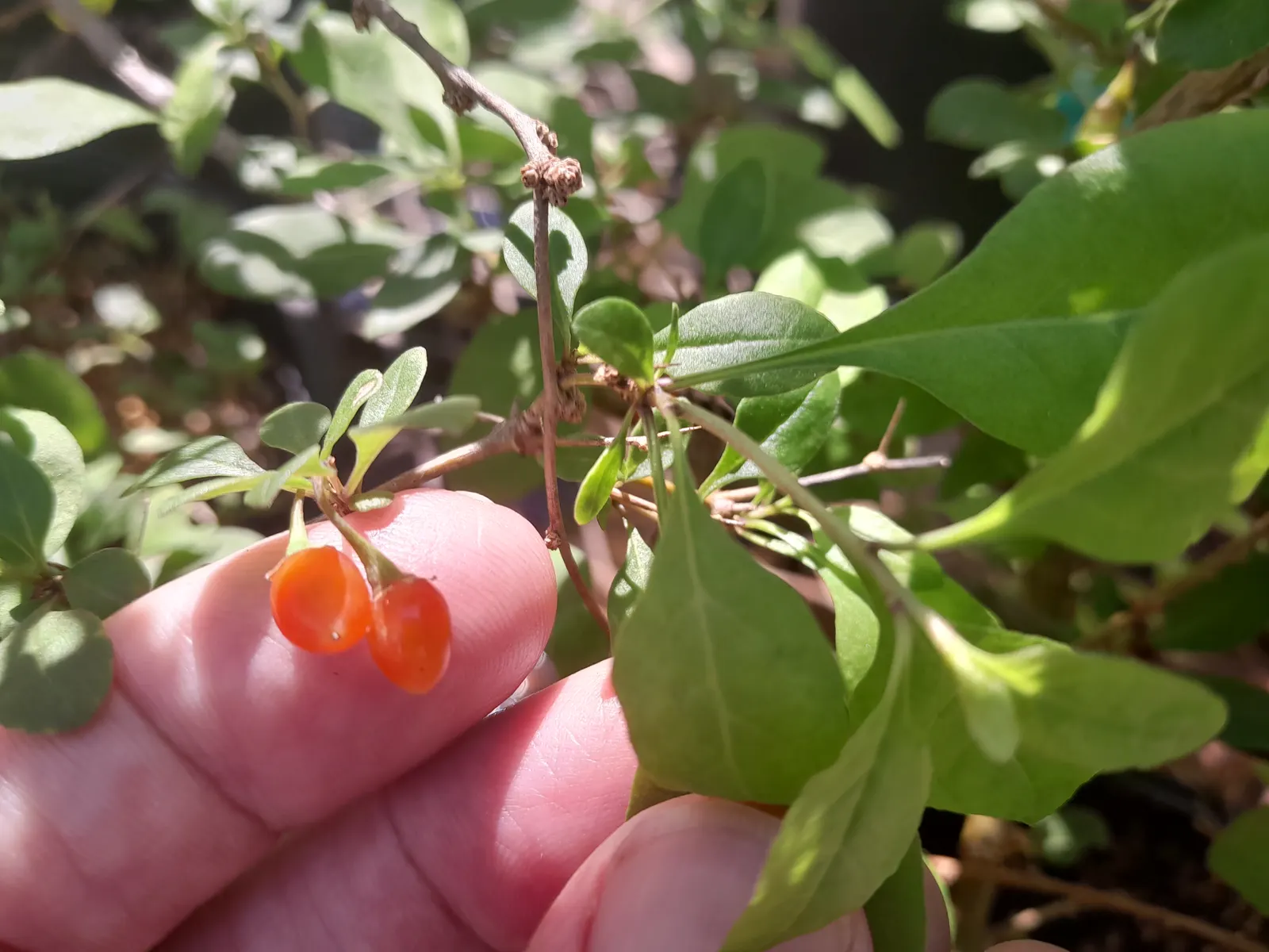 Goji Berry (Lycium Barbarum) — scientifically known as Lycium barbarum; the plant is resilient against pests and diseases, image 45