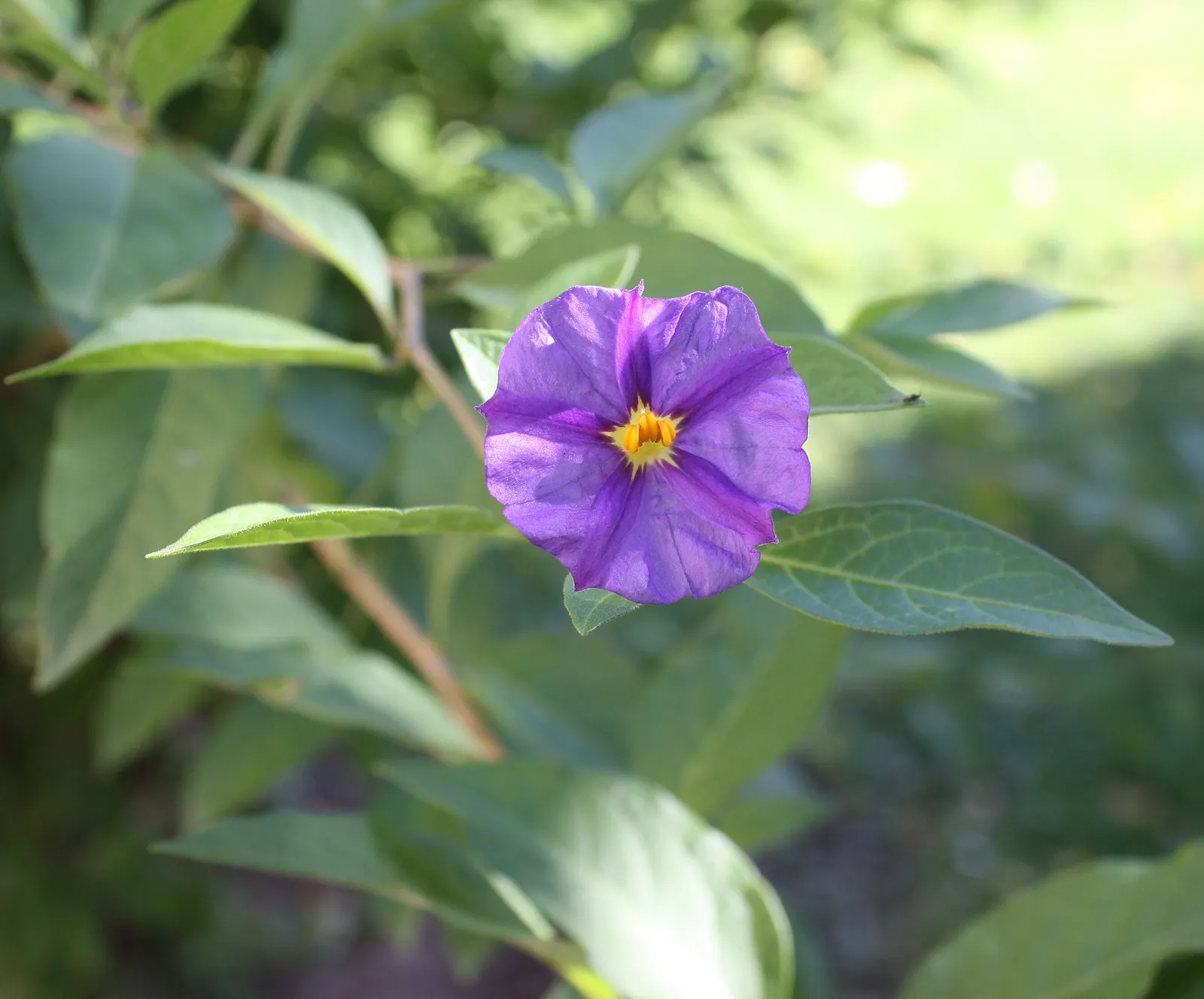 Goji Berry (Lycium Barbarum) — transitioning to the antioxidant-rich berries reputed for their nutritional value