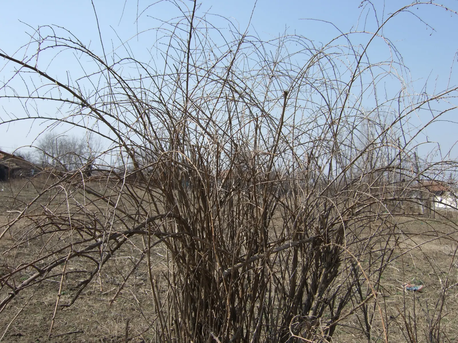 Goji Berry (Lycium Barbarum) — The Goji Berry (Lycium barbarum) is a hardy, deciduous shrub reaching 6 to 10 feet in height and width; prune to, image 61