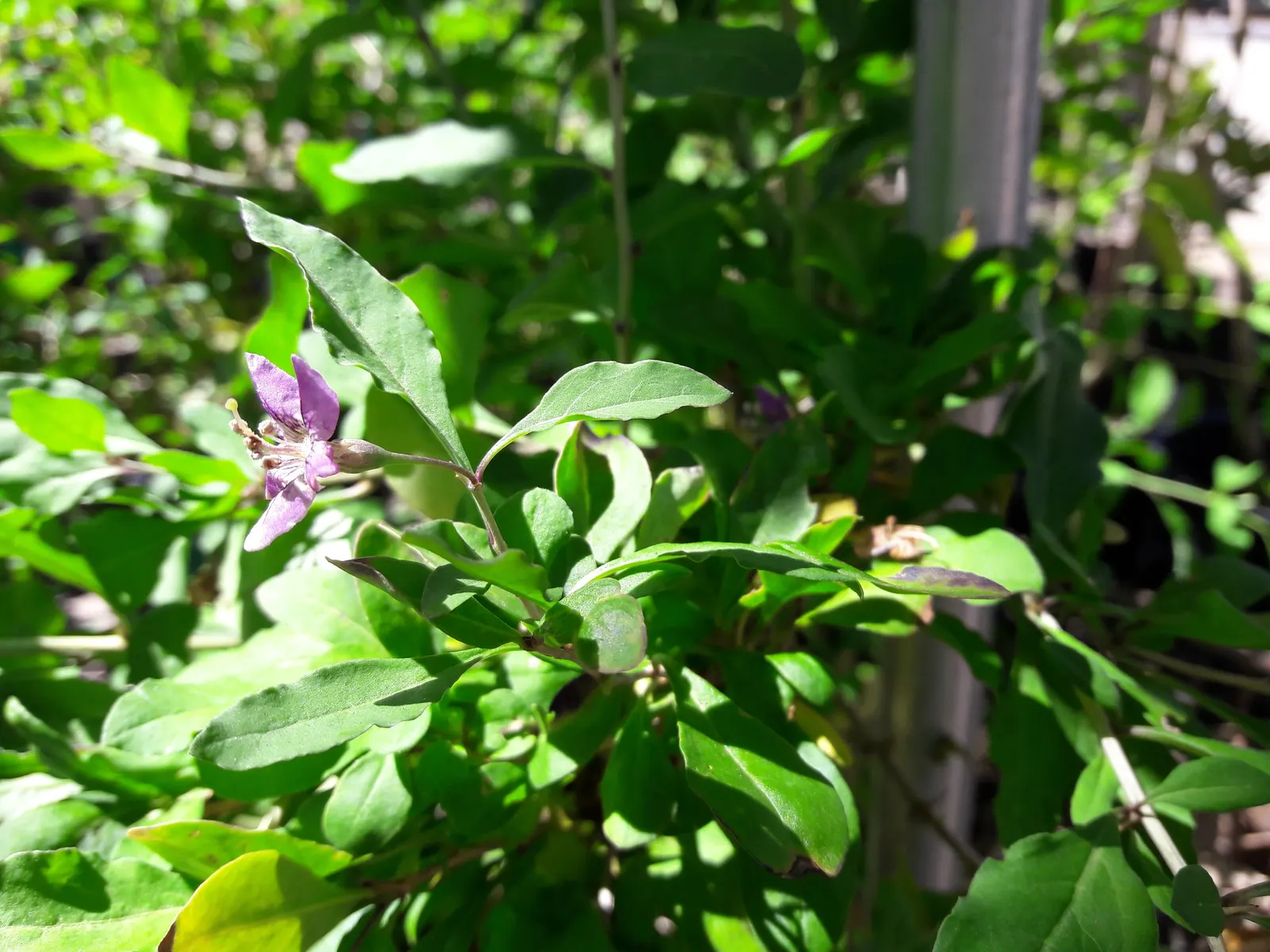 Goji Berry (Lycium Barbarum) — is a highly adaptable deciduous shrub native to Asia; perennial / shrub with lavender blooms, image 86