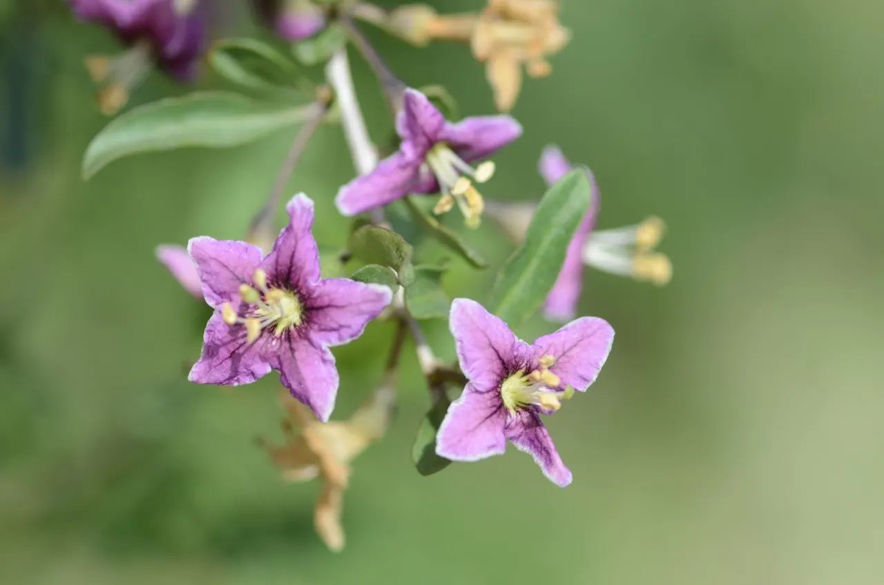 Goji Berry (Lycium Barbarum) — The Goji Berry (Lycium barbarum) is a hardy, deciduous shrub reaching 6 to 10 feet in height and width; prune to manage size and