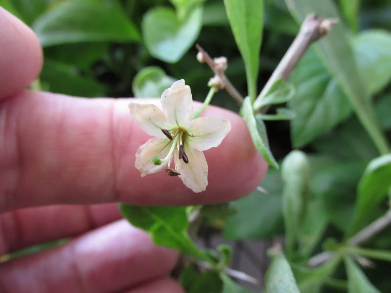 Goji Berry (Lycium Barbarum) — Prune to manage size and shape, and plant 3 to 5 feet apart to create a productive hedge or border; scientifically known as