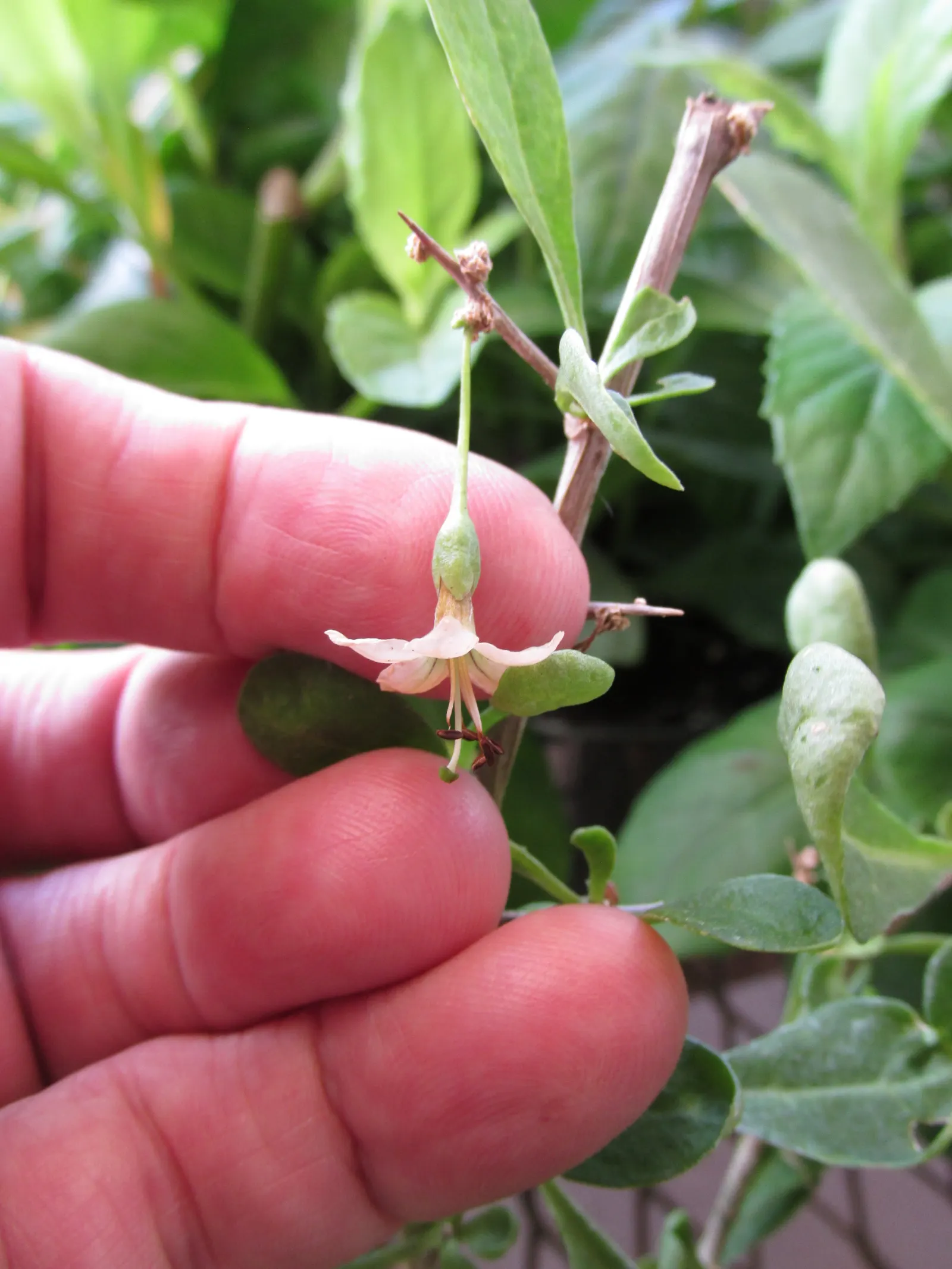 Goji Berry (Lycium Barbarum) — perennial / shrub for full or half; enriching their garden experience, image 100