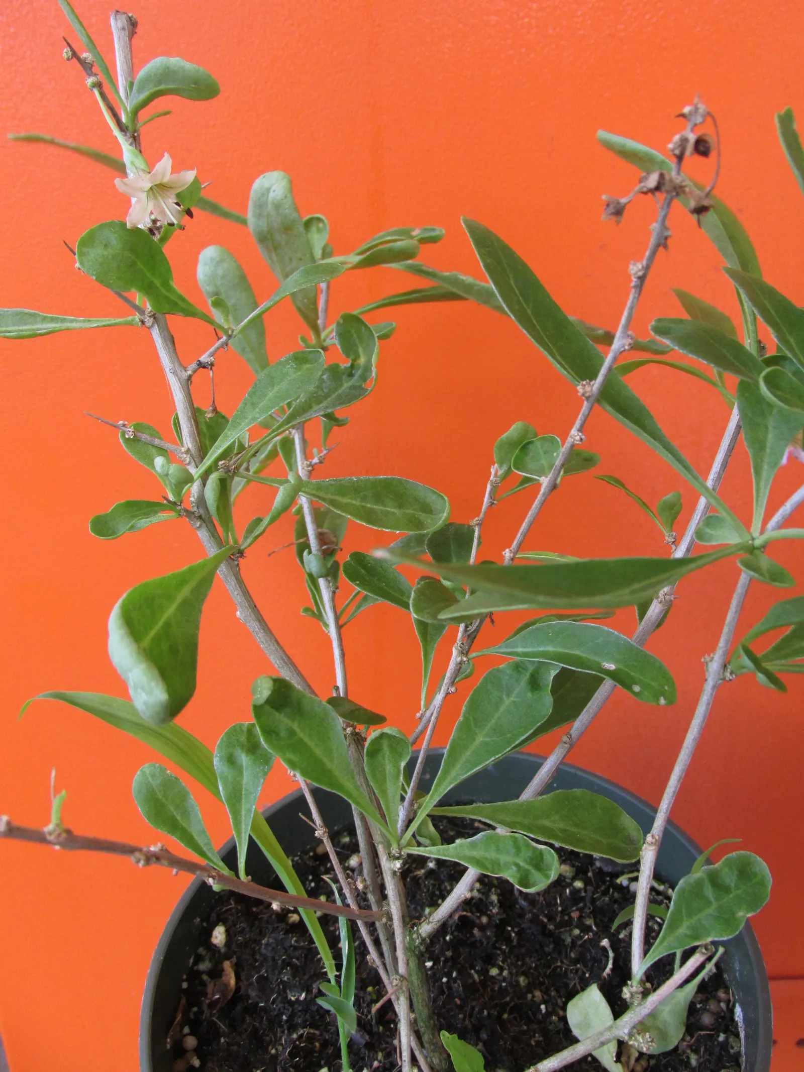 Goji Berry (Lycium Barbarum) — famed for its vibrant red-orange berries and numerous health benefits; is a highly adaptable deciduous shrub native, image 87