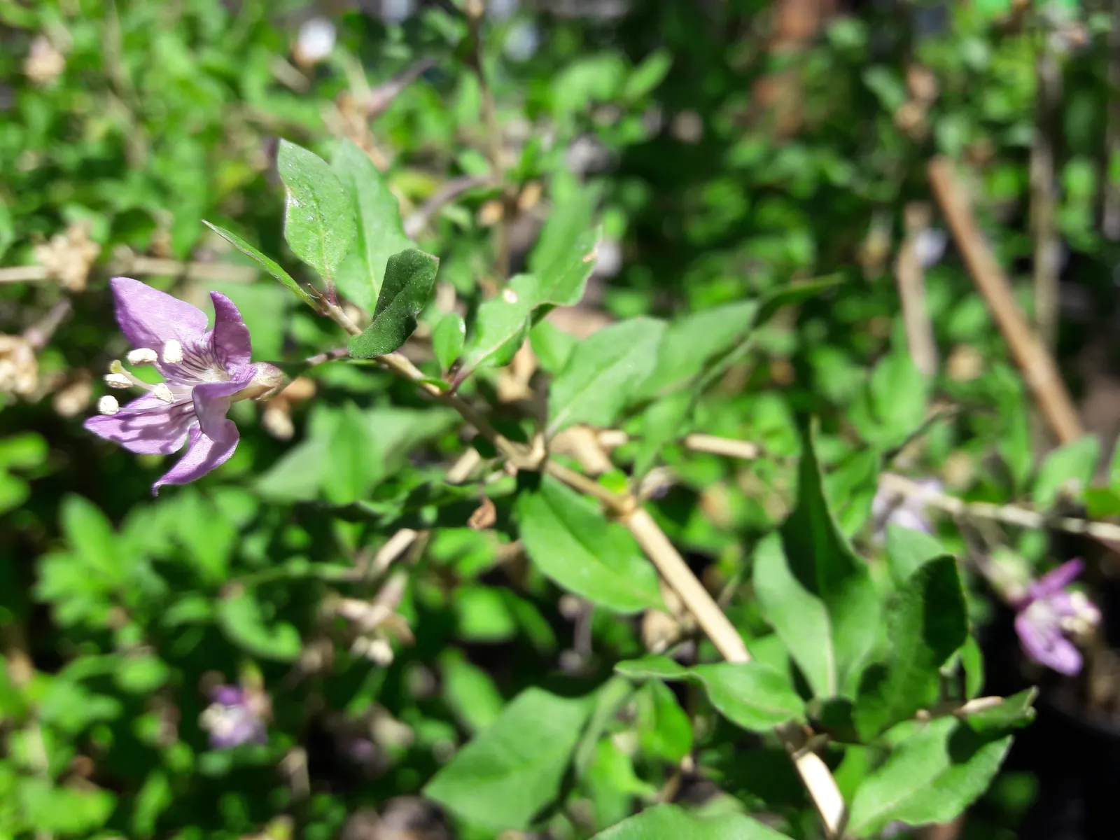 Goji Berry (Lycium Barbarum) — Growing to an average height of 8 to 12 feet and a spread of approximately 4 to 6 feet; making it a hardy choice for, image 68