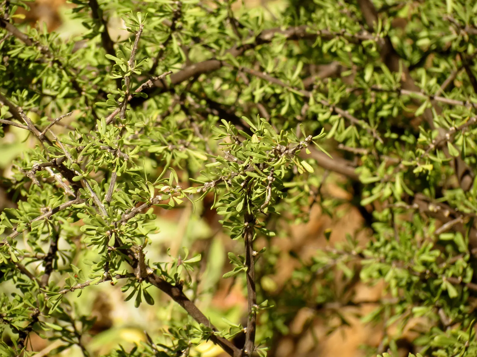 Goji Berry (Lycium Barbarum) — Prune to manage size and shape, and plant 3 to 5 feet apart to create a productive hedge or border