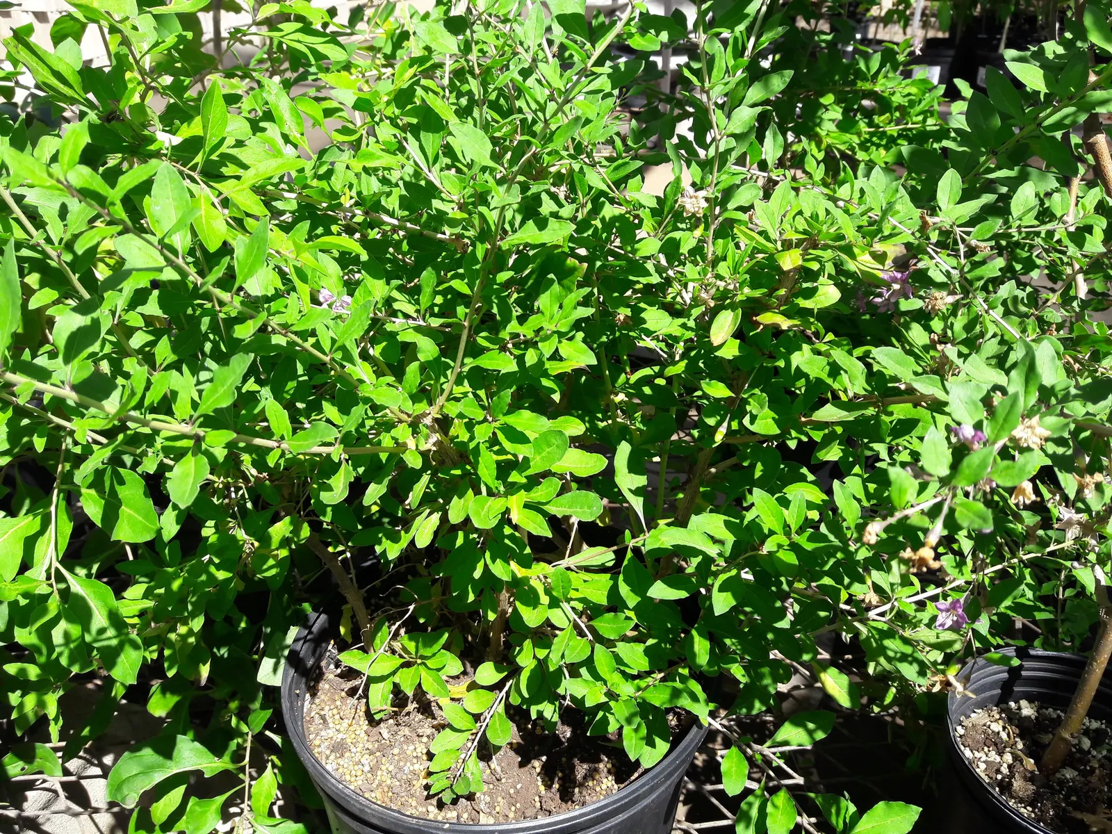 Goji Berry (Lycium Barbarum) — adapting to a range of soil types from sandy to loamy; perennial / shrub for full or half, image 89