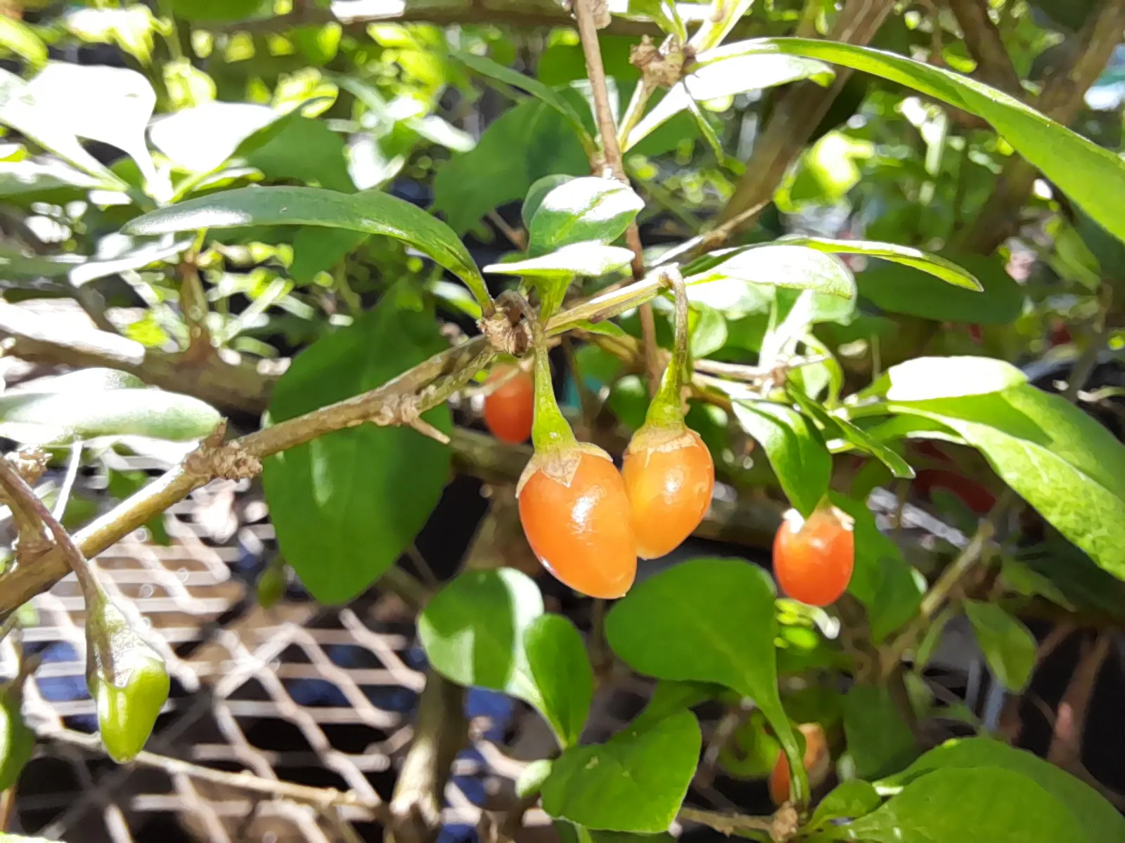 Goji Berry (Lycium Barbarum) — The Goji Berry (Lycium barbarum) is a hardy, deciduous shrub reaching 6 to 10 feet in height and width; prune to, image 101