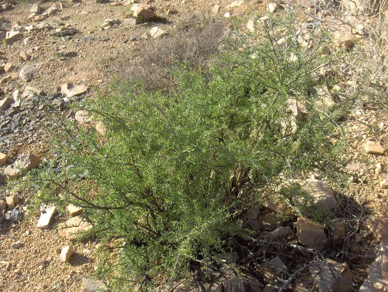 Goji Berry (Lycium Barbarum) — famed for its vibrant red-orange berries and numerous health benefits; is a highly adaptable deciduous shrub native, image 47
