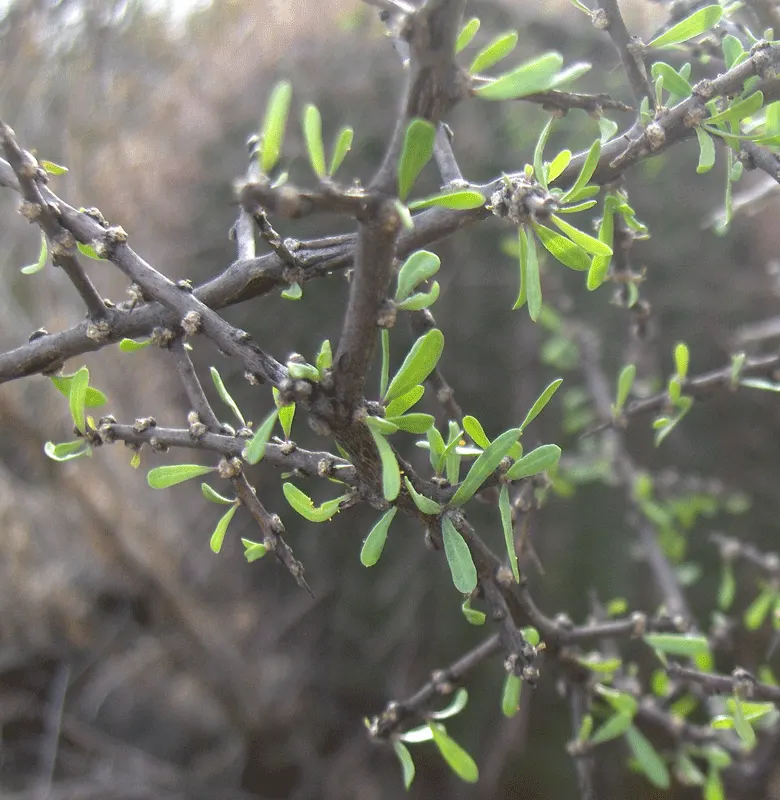 Goji Berry (Lycium Barbarum) — arching branches and lance-shaped leaves; transitioning to the antioxidant-rich berries reputed for their, image 74