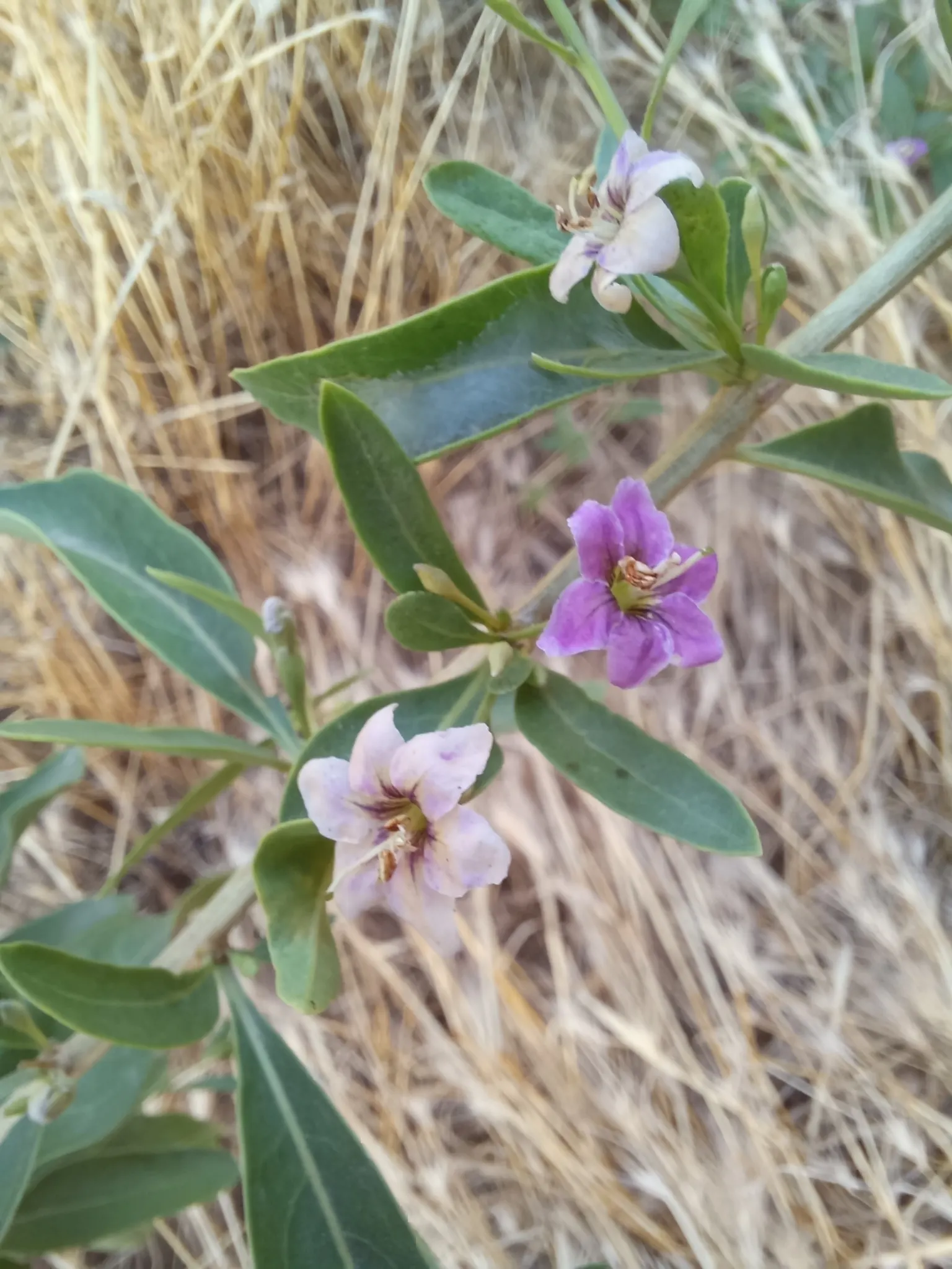 Goji Berry (Lycium Barbarum) — The Goji Berry (Lycium barbarum) is a hardy, deciduous shrub reaching 6 to 10 feet in height and width; prune to, image 41