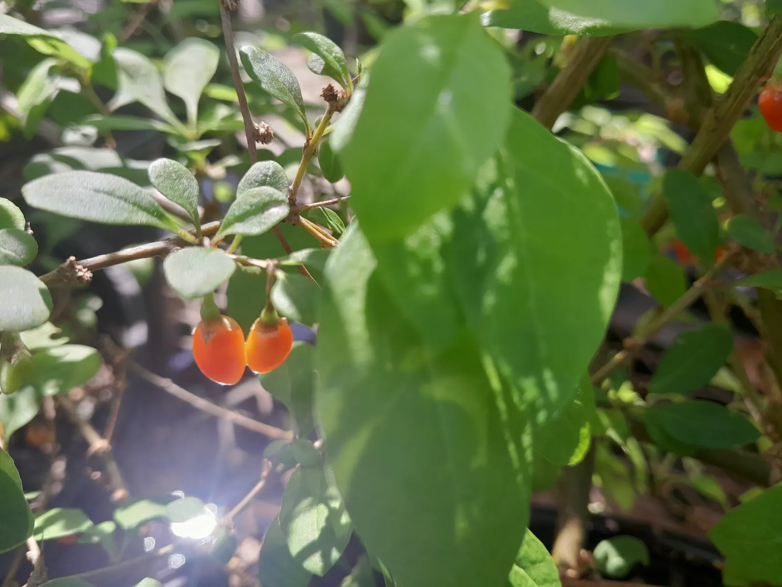 Goji Berry (Lycium Barbarum) — adapting to a range of soil types from sandy to loamy; perennial / shrub for full or half, image 49