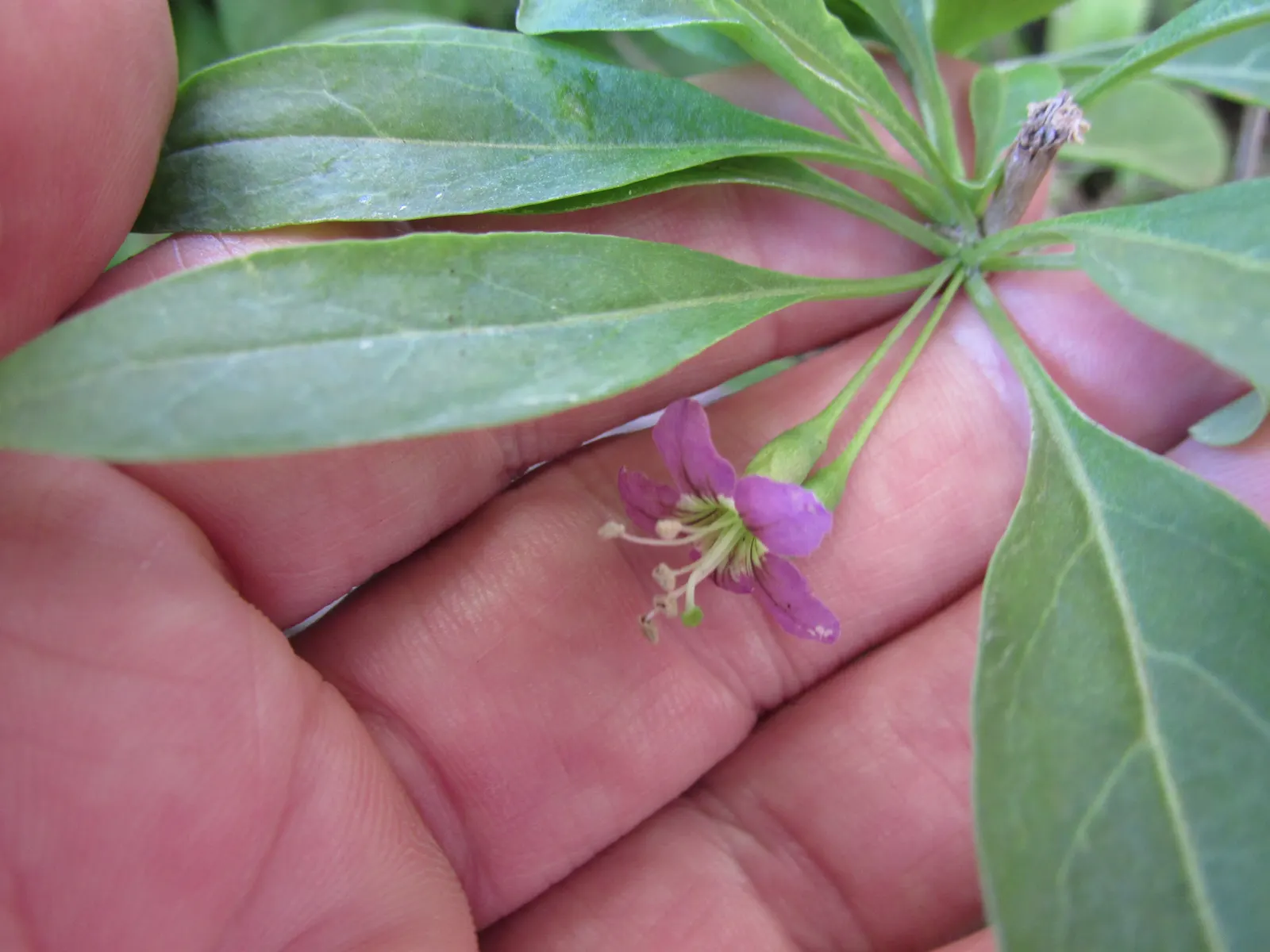 Goji Berry (Lycium Barbarum) — Prune to manage size and shape, and plant 3 to 5 feet apart to create a productive hedge or border; scientifically, image 64