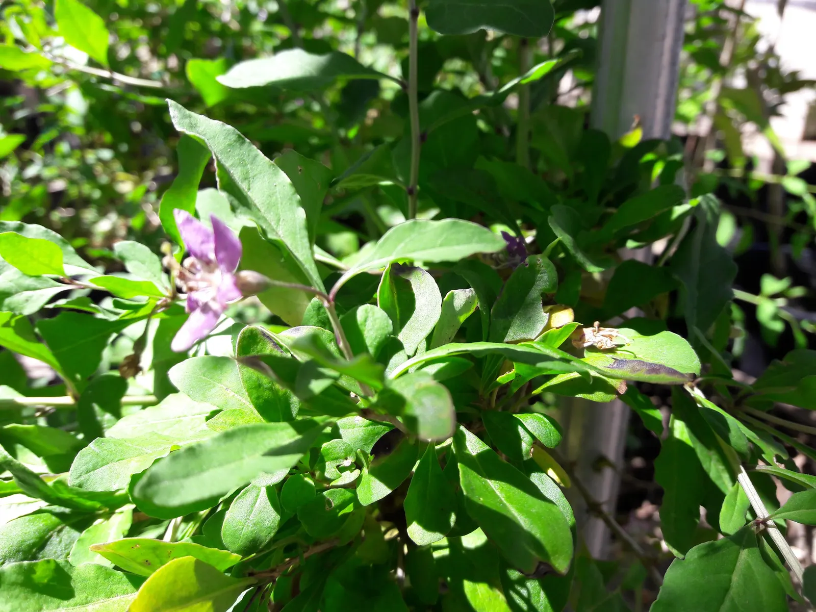 Goji Berry (Lycium Barbarum) — transitioning to the antioxidant-rich berries reputed for their nutritional value; it boasts high nutritional value and is