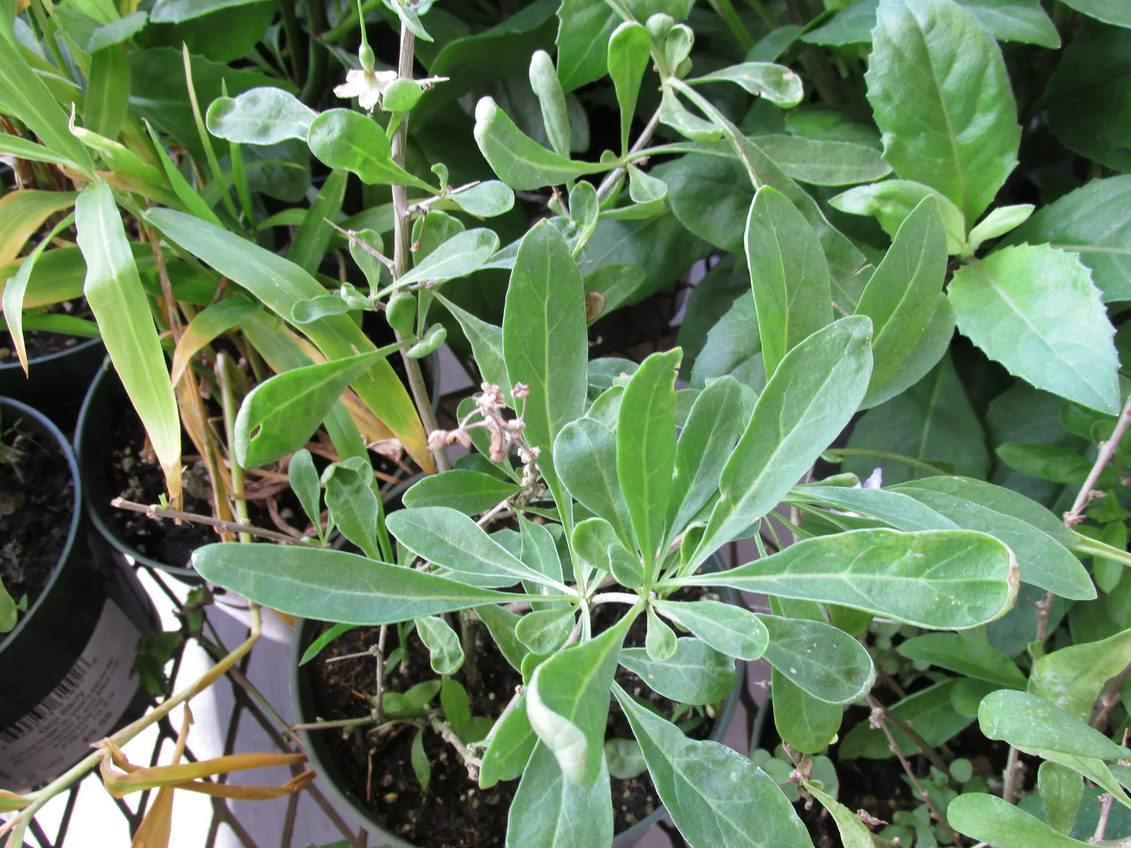 Goji Berry (Lycium Barbarum) — consistent moisture will ensure a bountiful harvest of berries typically from late June to October