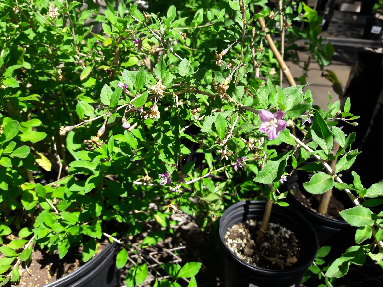 Goji Berry (Lycium Barbarum) — Hardy in USDA zones 3 to 10; adapting to a range of soil types from sandy to loamy, image 56