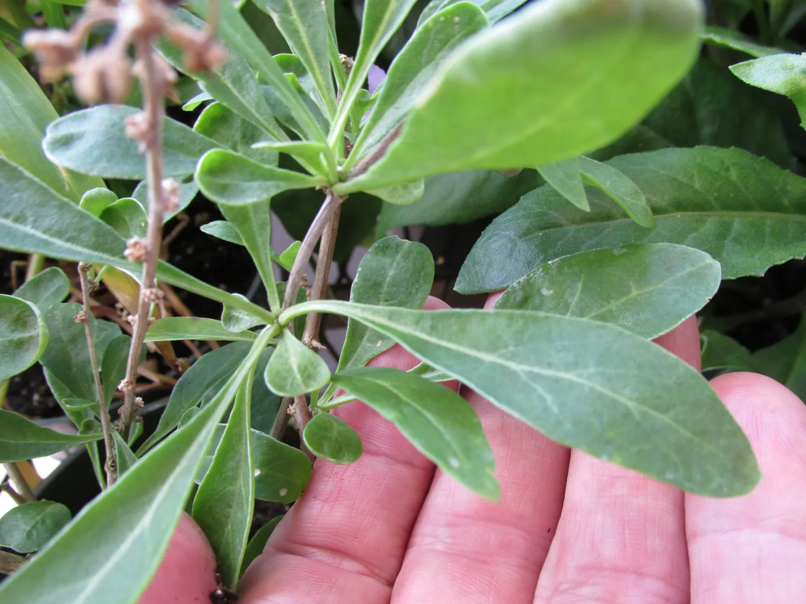 Goji Berry (Lycium Barbarum) — enriching their garden experience