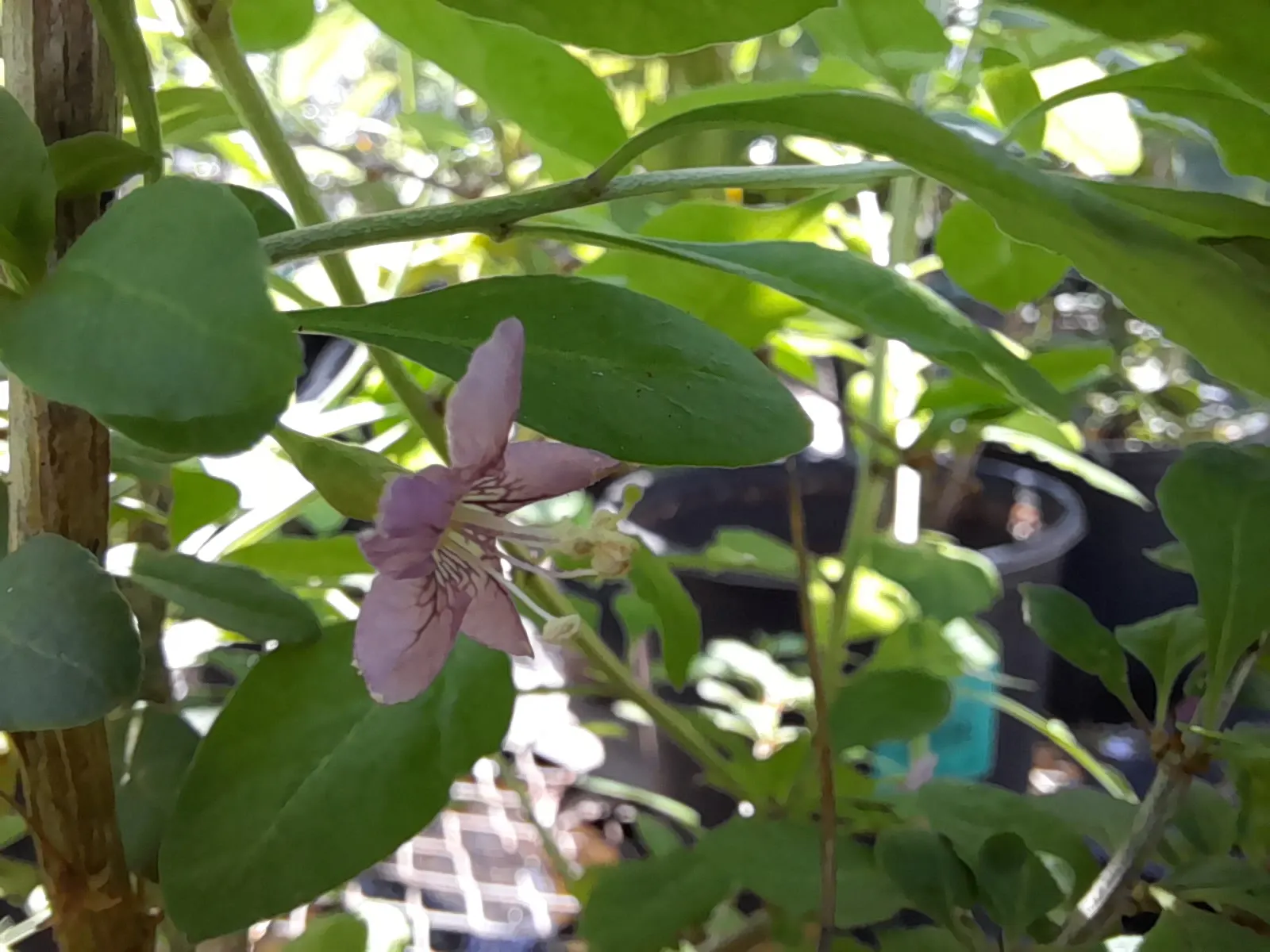Goji Berry (Lycium Barbarum) — Growing to an average height of 8 to 12 feet and a spread of approximately 4 to 6 feet; making it a hardy choice for many