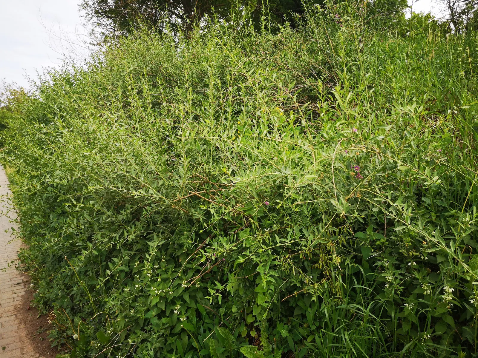 Goji Berry (Lycium Barbarum) — Growing to an average height of 8 to 12 feet and a spread of approximately 4 to 6 feet; making it a hardy choice for, image 88