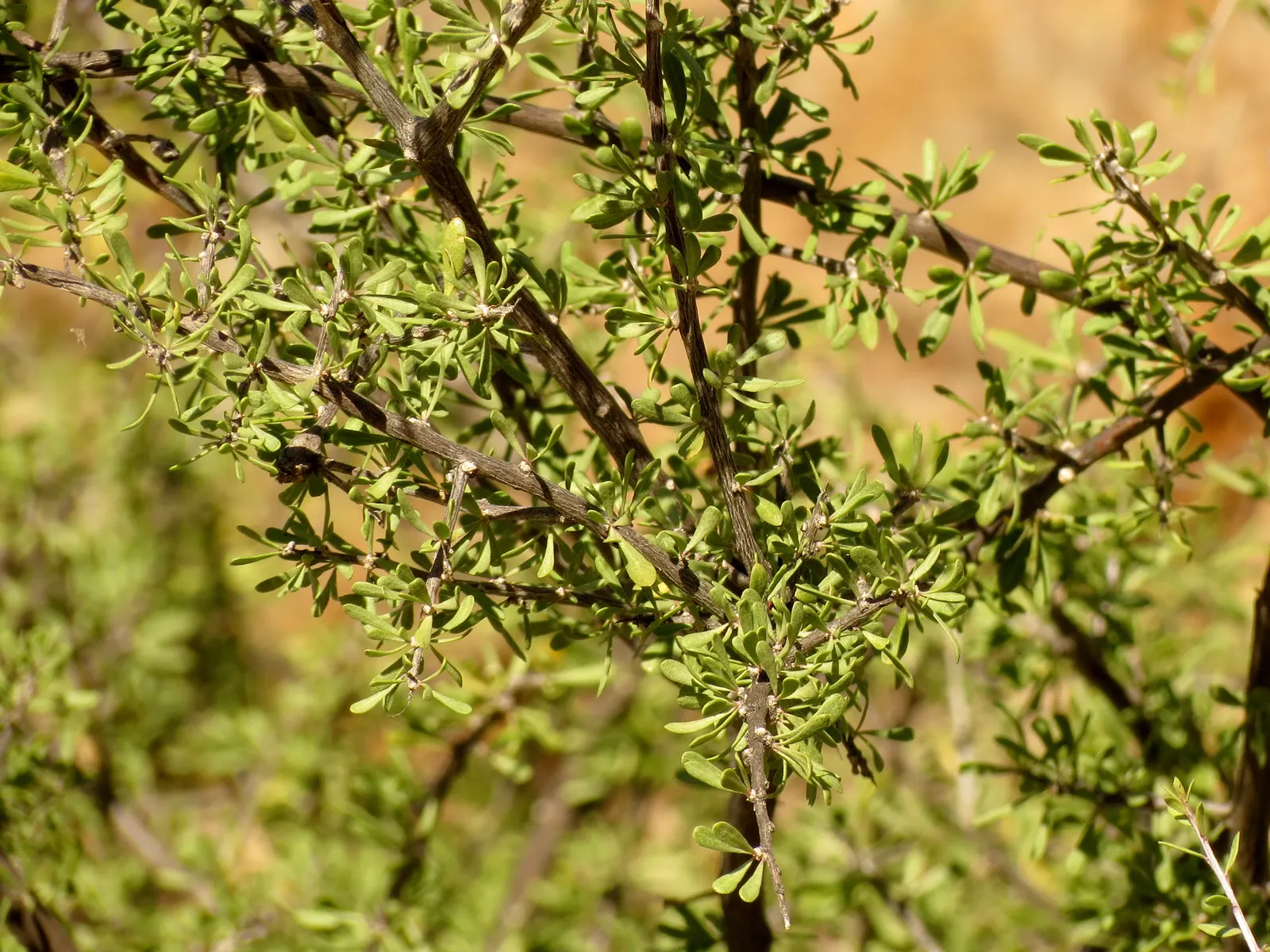 Goji Berry (Lycium Barbarum) — it boasts high nutritional value and is drought-tolerant once established; consistent moisture will ensure a, image 102