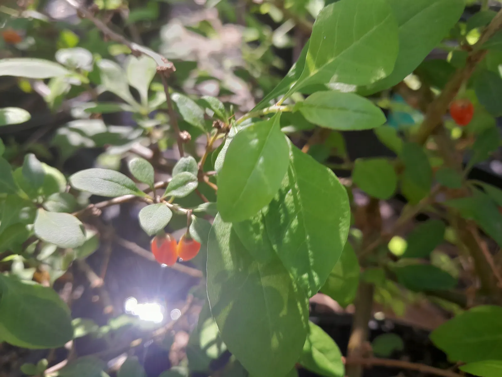 Goji Berry (Lycium Barbarum) — scientifically known as Lycium barbarum; the plant is resilient against pests and diseases, image 105