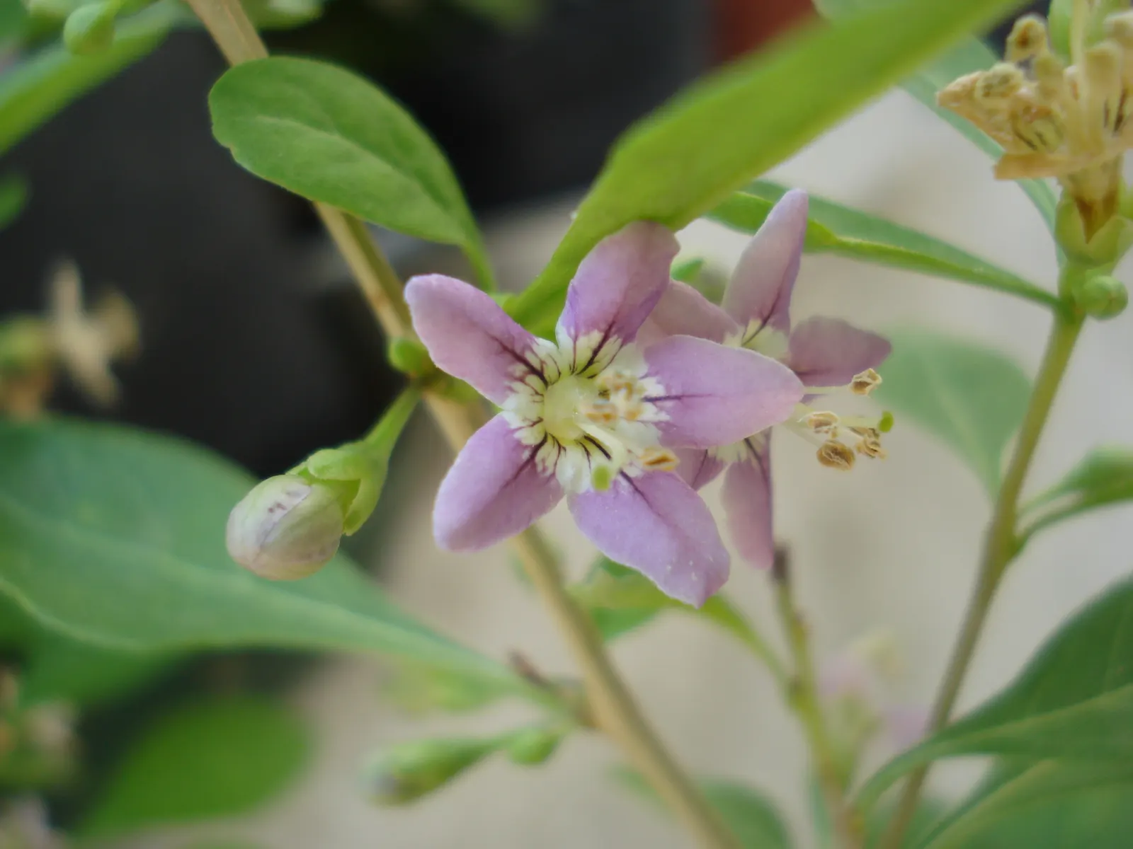Goji Berry (Lycium Barbarum) — perennial / shrub for full or half