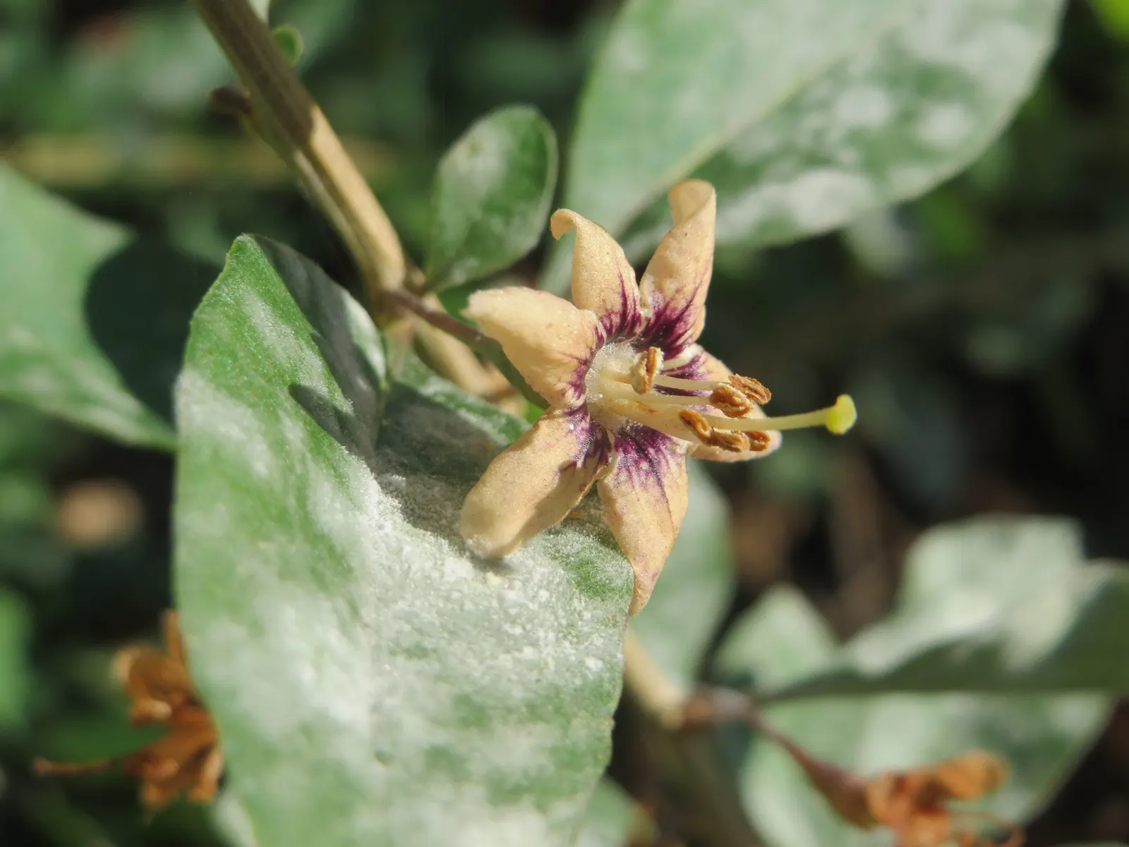 Goji Berry (Lycium Barbarum) — Thriving in USDA zones 3-10, it prefers full sun to partial shade and well-drained soil; lavender flowers in the garden