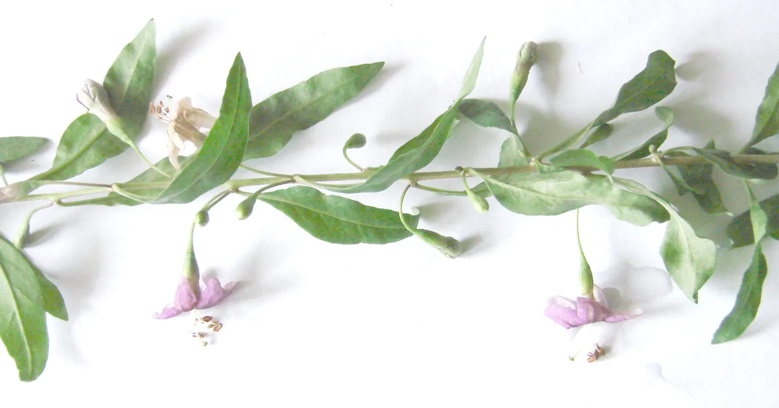 Goji Berry (Lycium Barbarum) — consistent moisture will ensure a bountiful harvest of berries typically from late June to October; arching branches, image 71