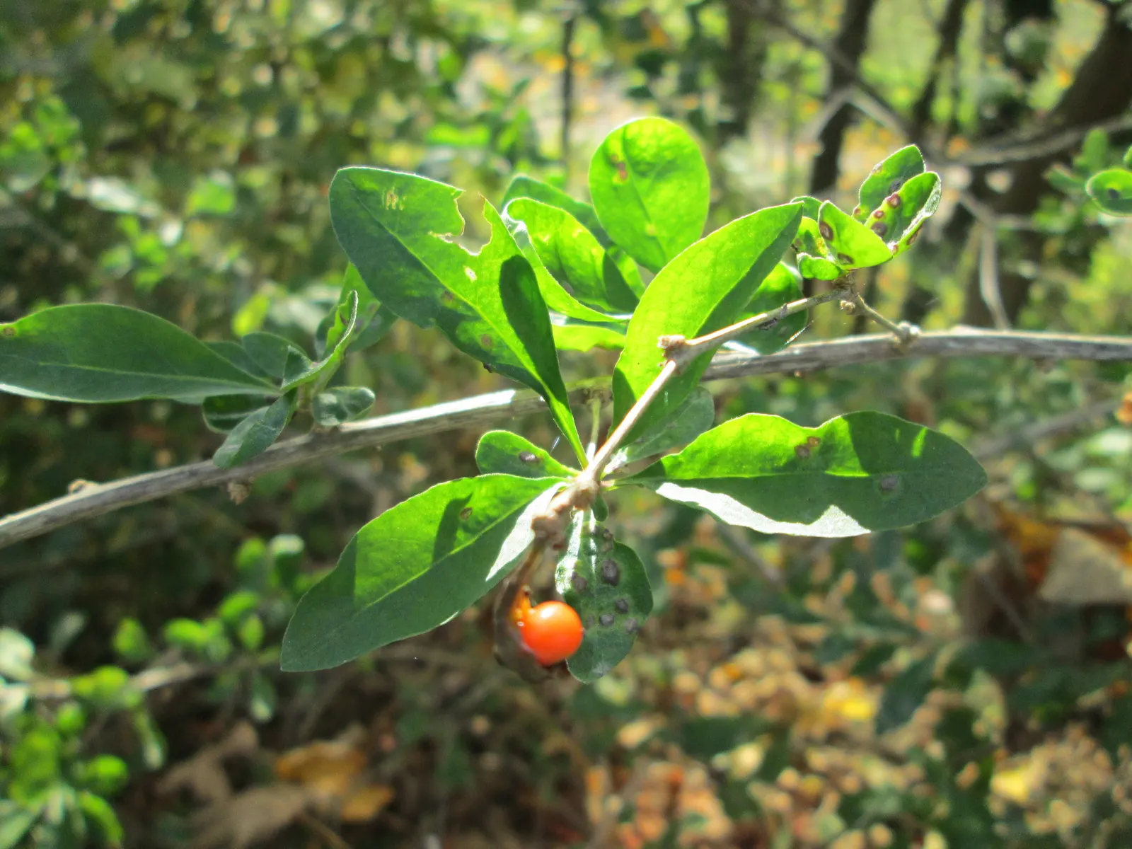 Goji Berry (Lycium Barbarum) — Though drought-tolerant once established; famed for its vibrant red-orange berries and numerous health benefits, image 90