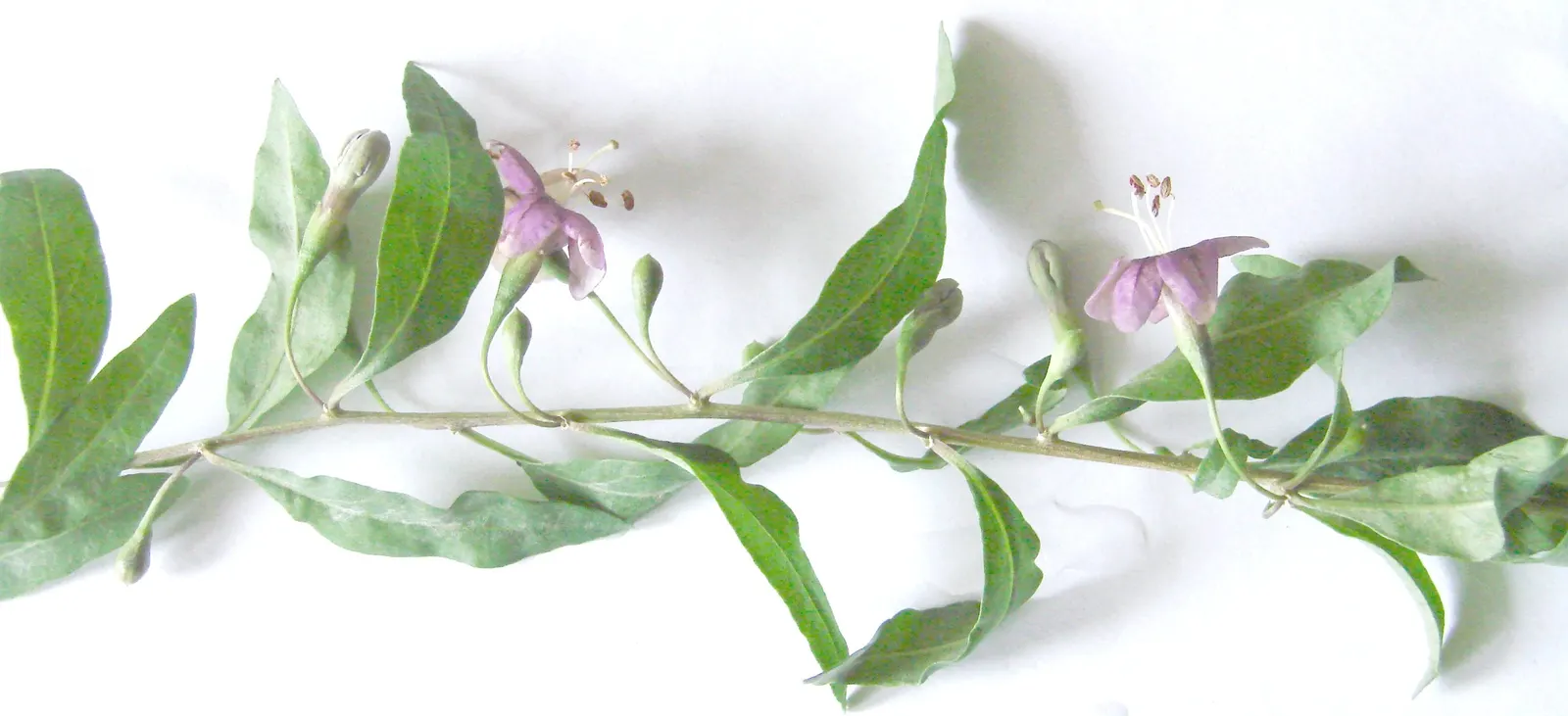 Goji Berry (Lycium Barbarum) — The plant is resilient against pests and diseases; the Goji Berry (Lycium barbarum) is a hardy, deciduous shrub, image 52